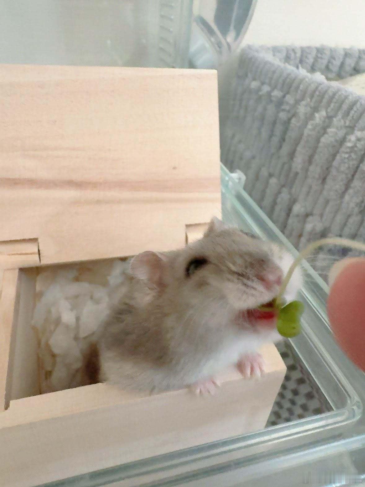 仓鼠的喜怒哀乐🐹 ​​​