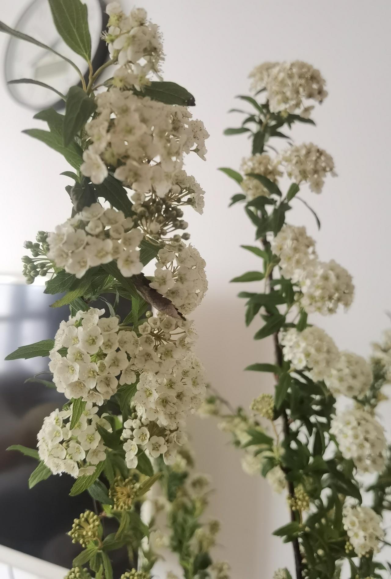 正定福泽花卉市场去过吗