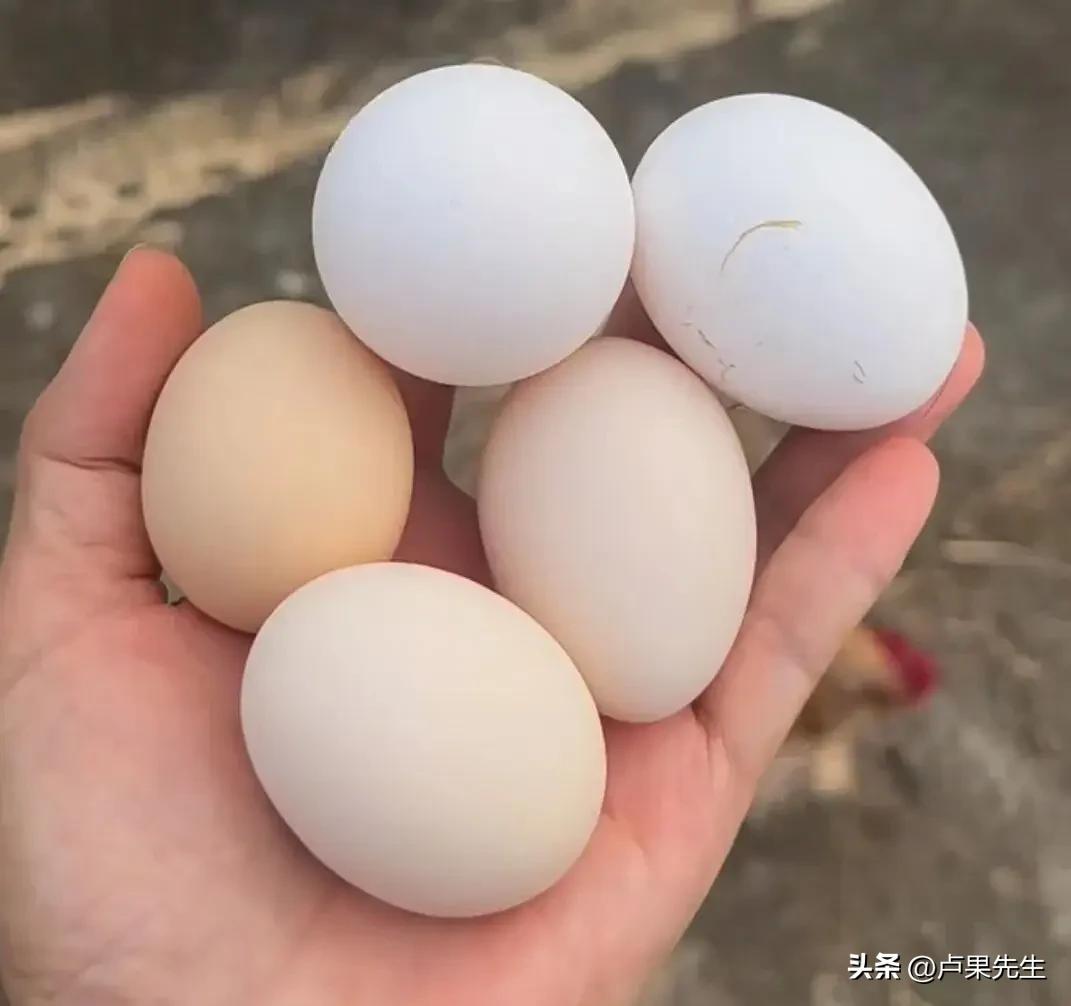 这会儿地里开始收红薯，家里还煲上了鸡汤。
一边收获土里的吃食，一边炖上热汤，这就