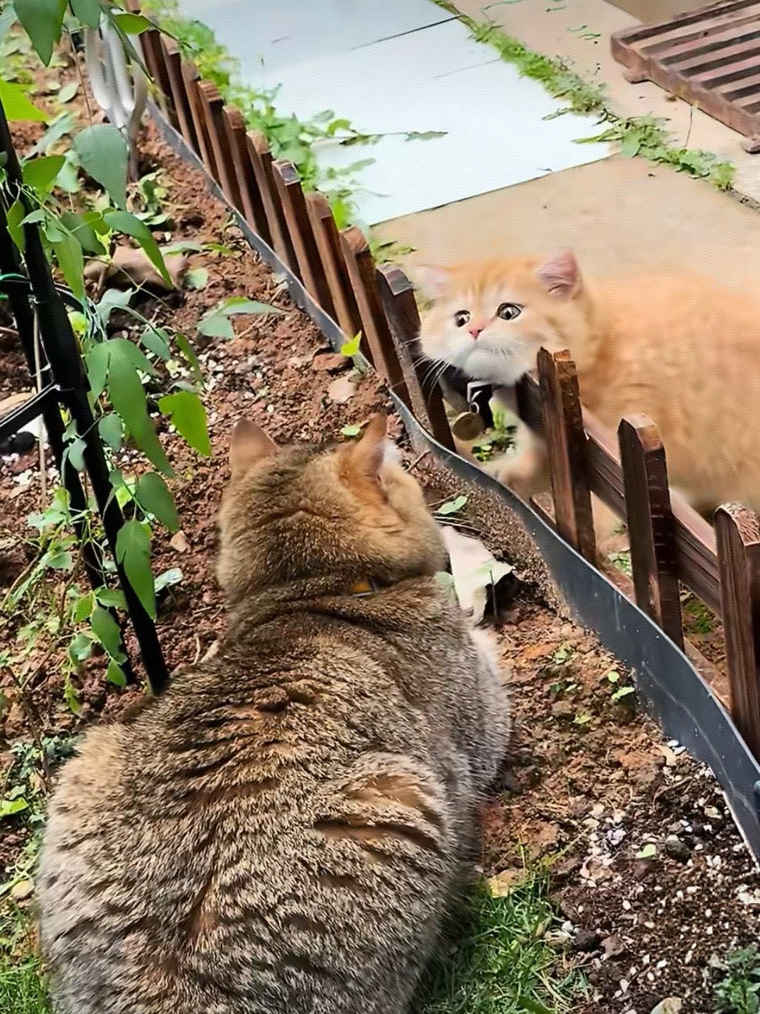 小猫想吓唬大猫结果把自己卡住了小猫:完了完了这回是真的挂了！ 