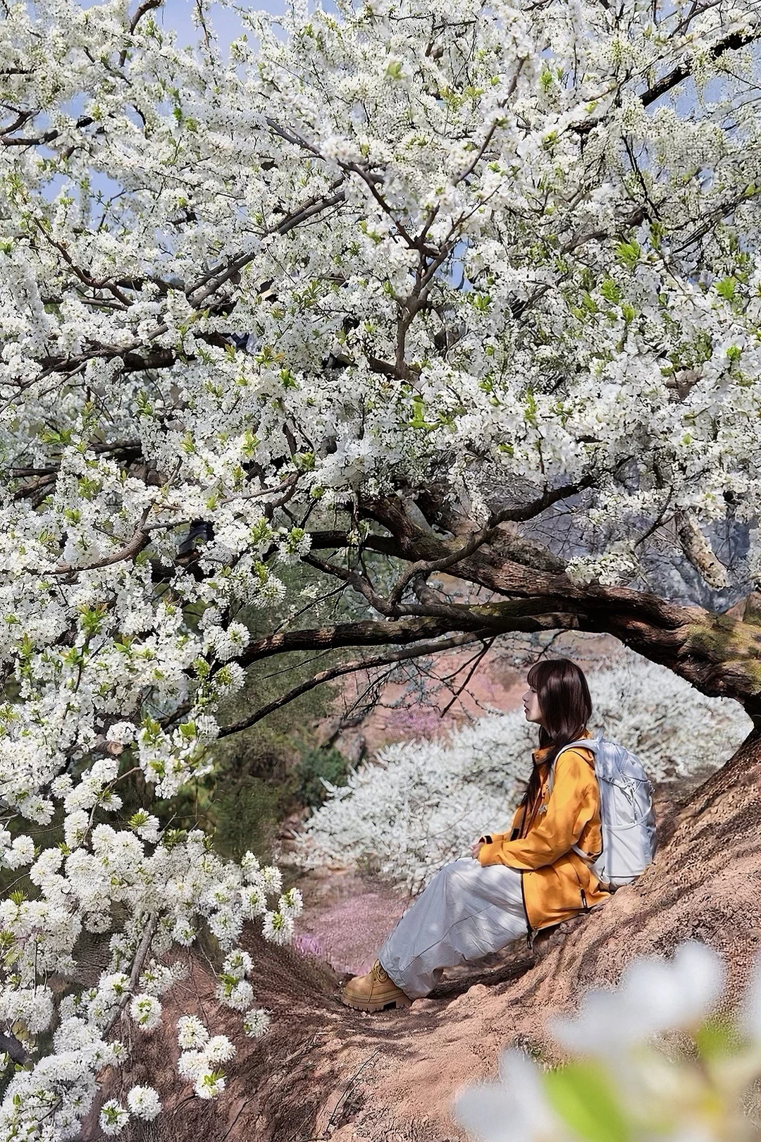 3.5实拍‼️藏在龙泉山的绝美赏花地，附地址~