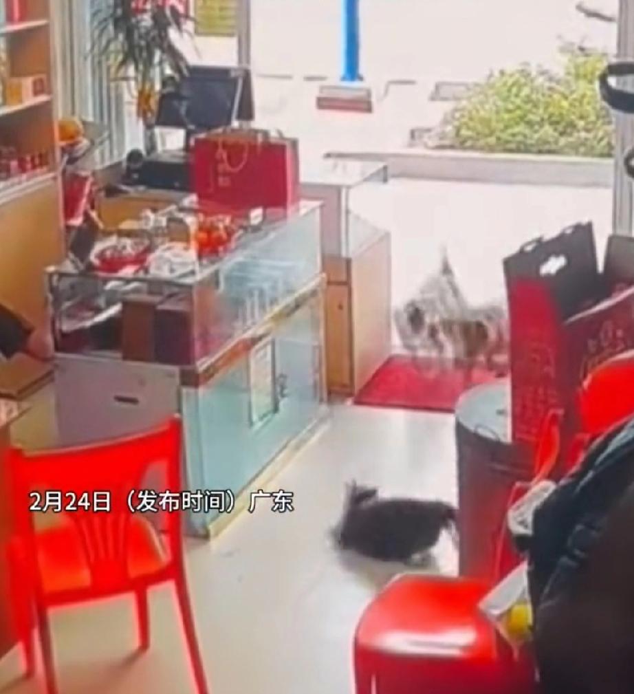 2月24日，广东。餐饮店养了一黑一白两只猫。黑猫趴在地上懒洋洋的休息，路过的两条