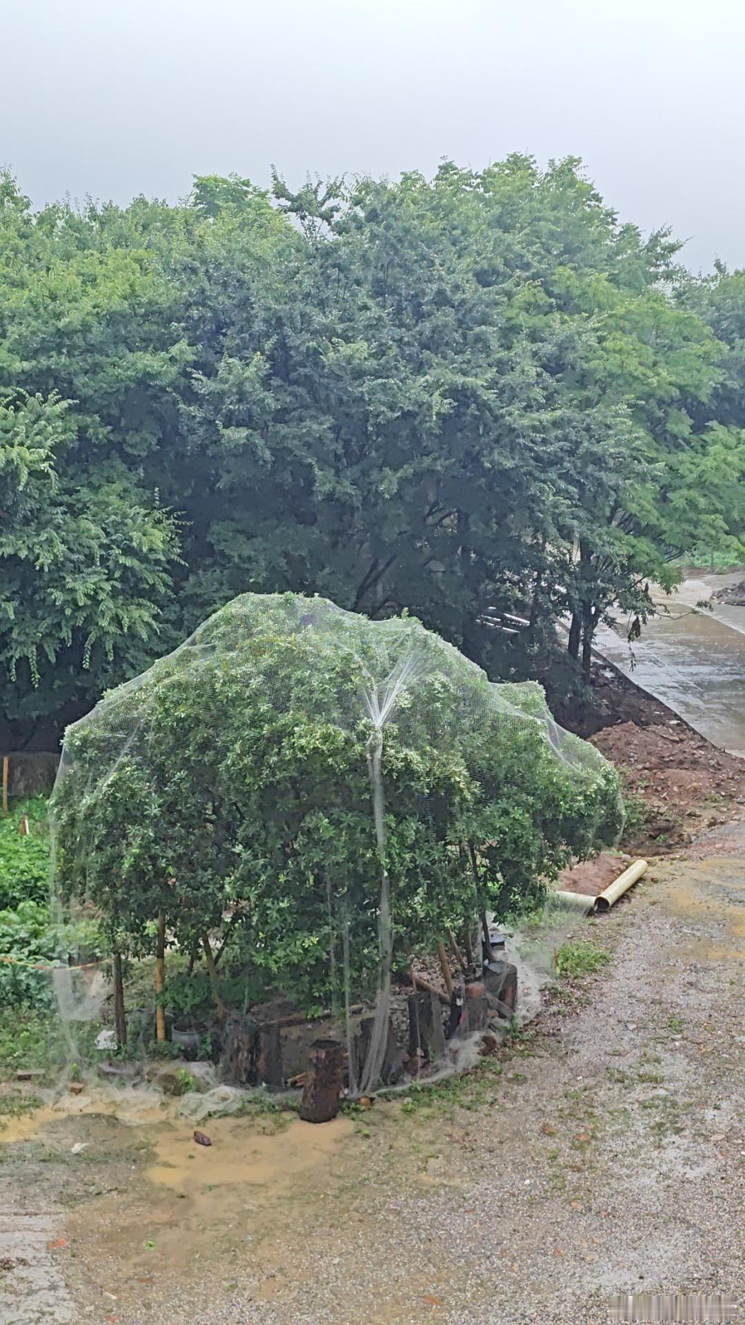 1点点 背刺蚊帐盖起来，这是整啥？生活手记 湖州