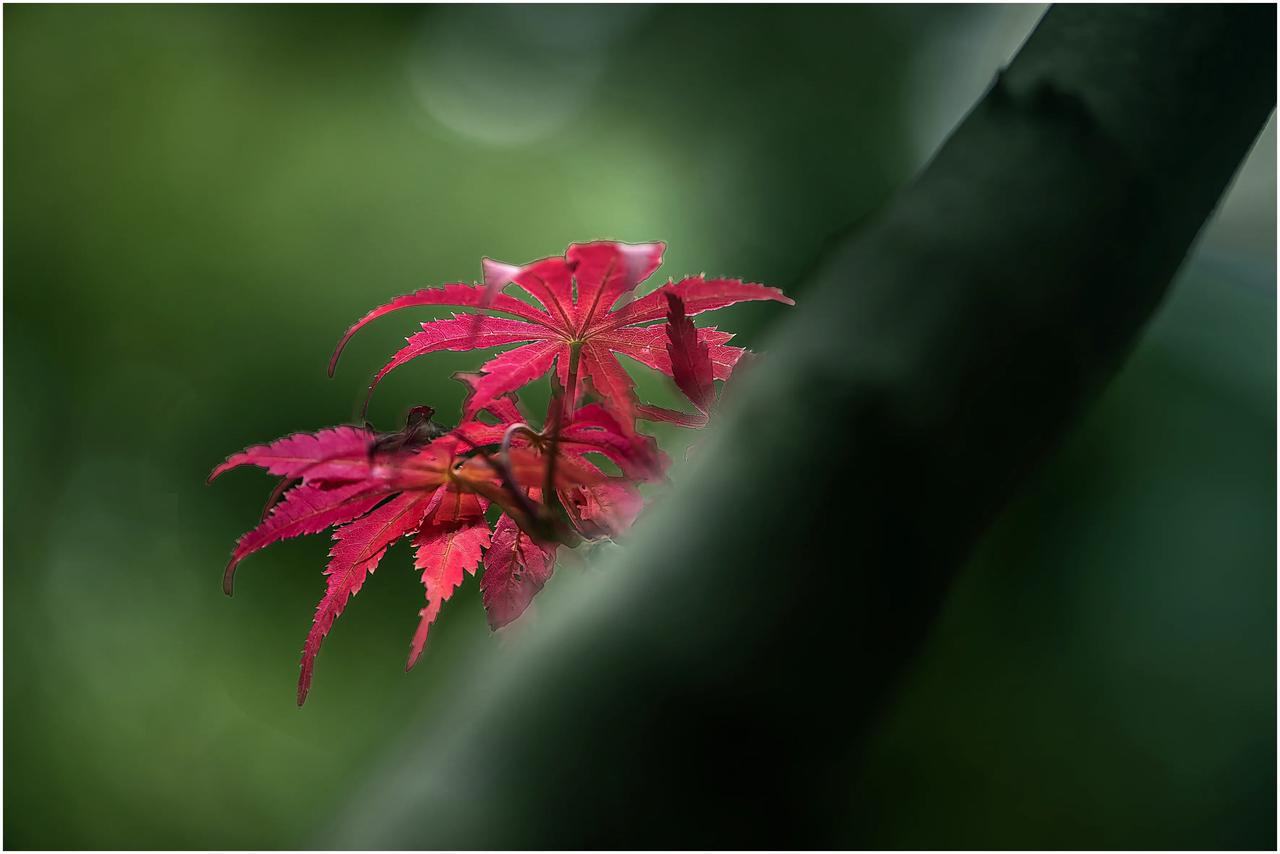 晒一张最美的红树叶