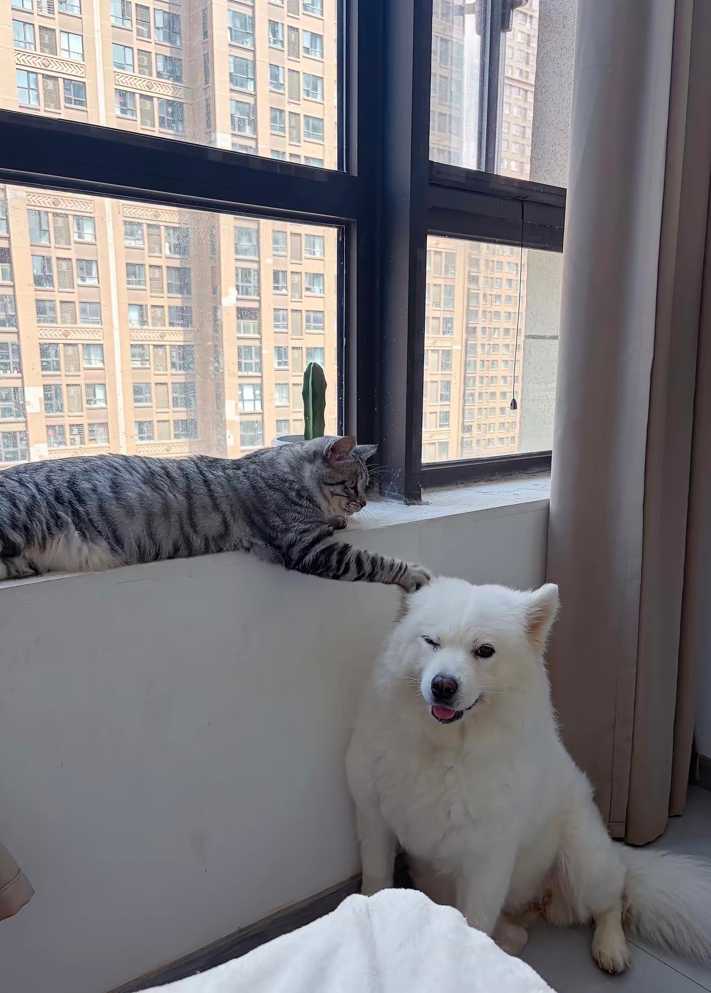 猫咪：很软很好摸[憧憬][开学季] ​​​