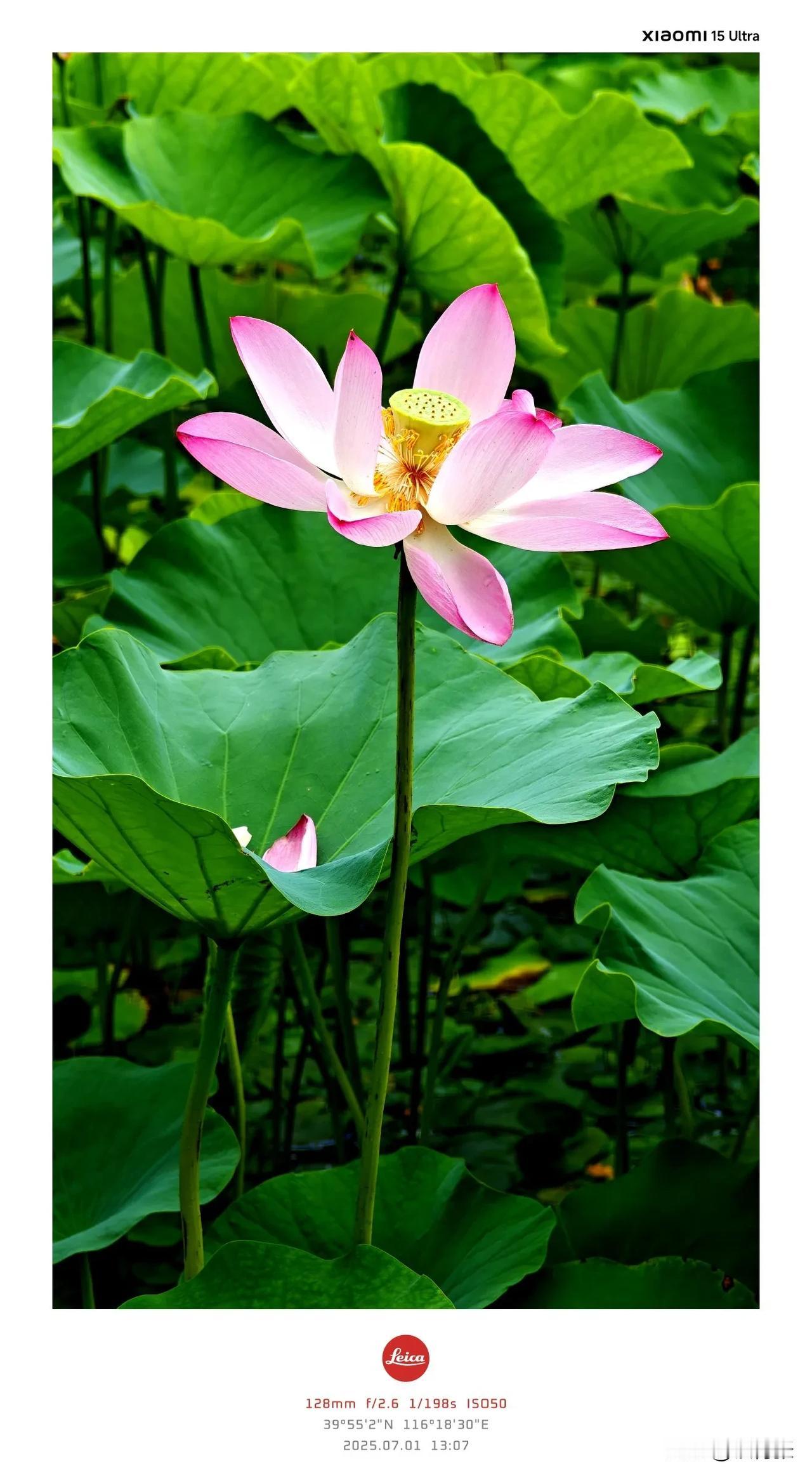 为“荷”而来（1）
（ Xiaomi 15 Ultra  拍摄 ）