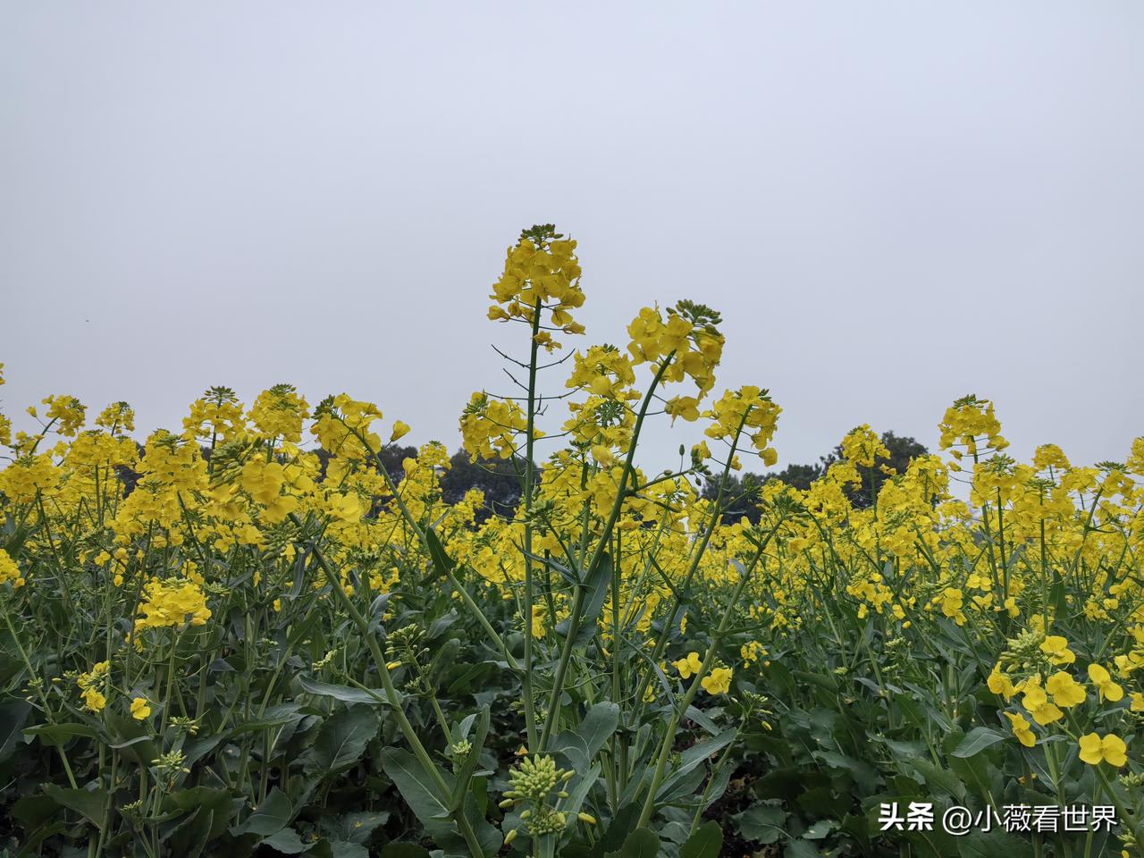 春分到了，我们这里的油菜花金黄金黄，一大片看去，蔚为壮观。

三月的江南，一场春