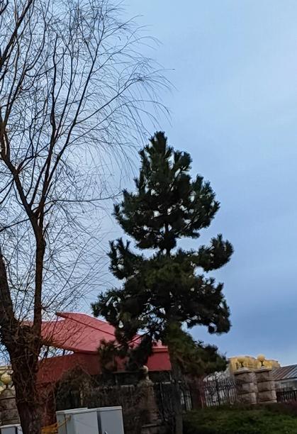烟台冬天的树，泾渭分明
        烟台的冬天是寒冷的，落叶的乔木。清清楚楚
