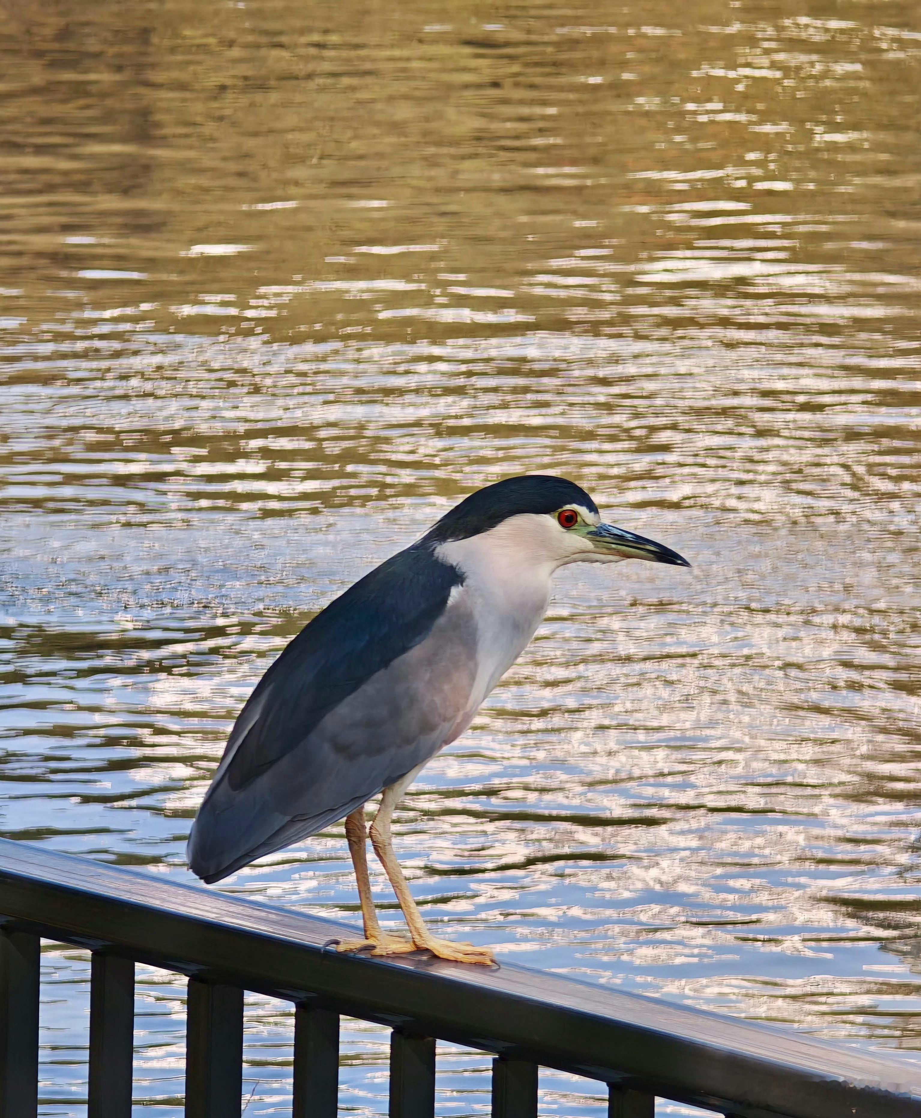 鸟粉投稿 河边捕鱼的【夜鹭】很认真的样子