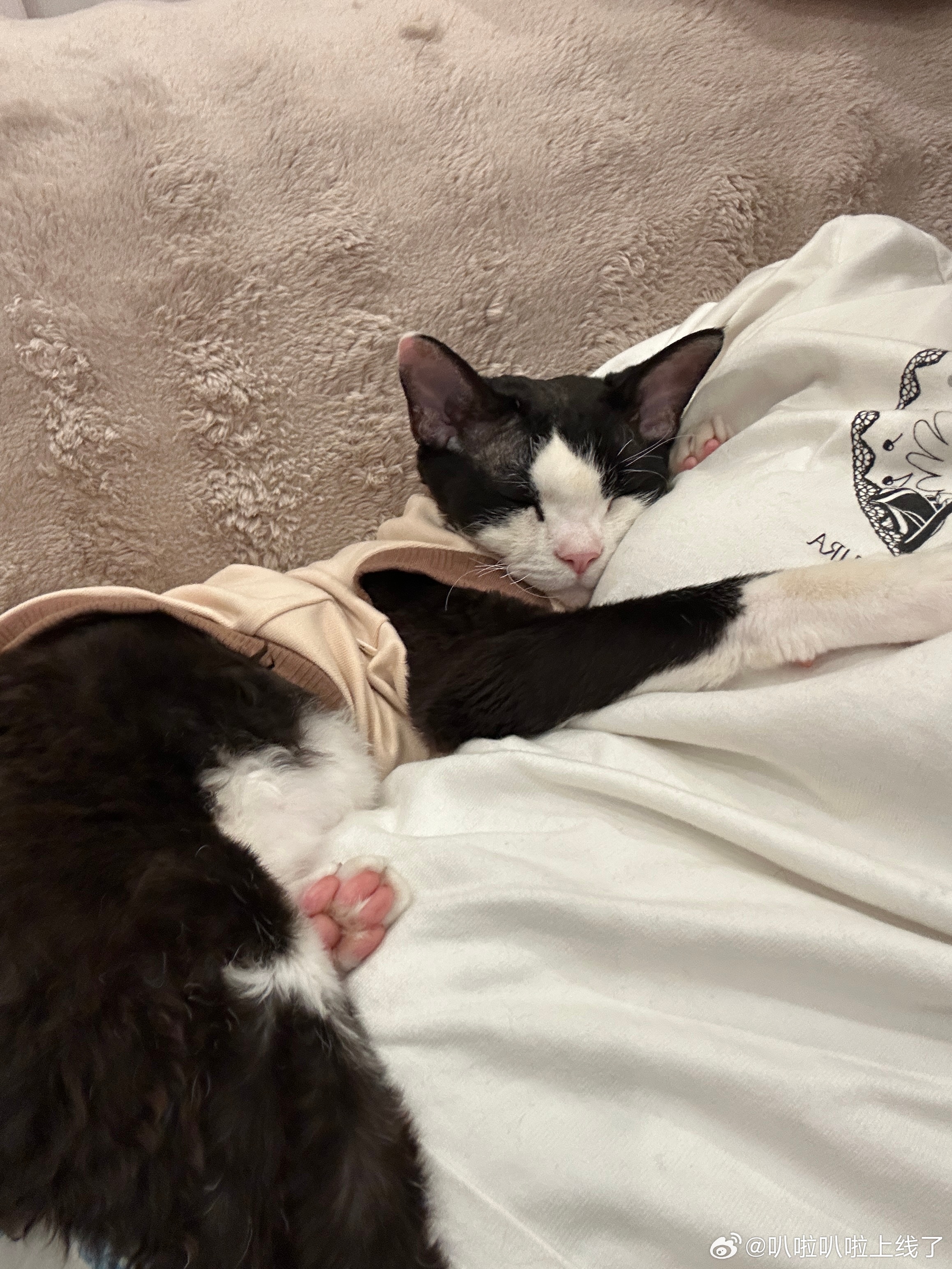 我们家老二卡路比是搞笑逗比猫🤣 