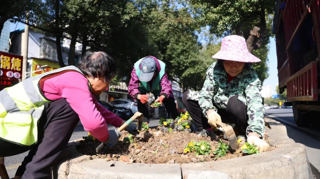 冬日街头漾起鲜活暖意，益阳城区64万株冬季花卉陆续完成更换