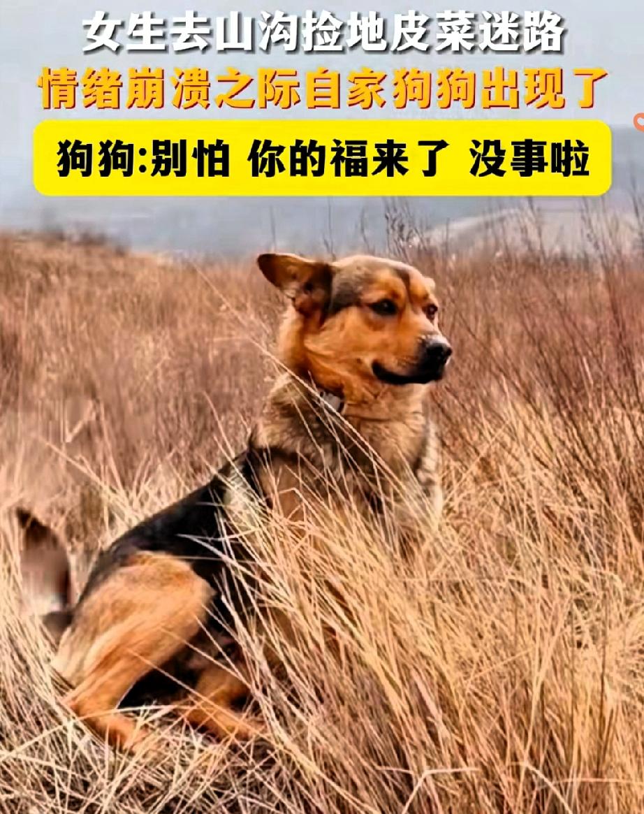 山西女子深山迷路的故事，真的让人体会到什么叫“狗狗是人类最靠谱的家人”！
 
都