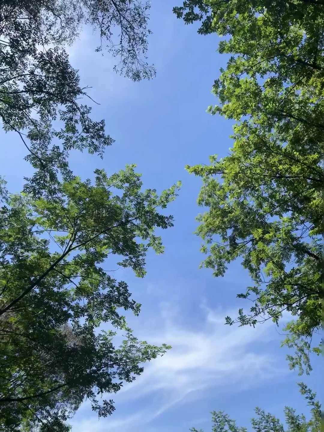 今早的天很蓝，树很绿🍃