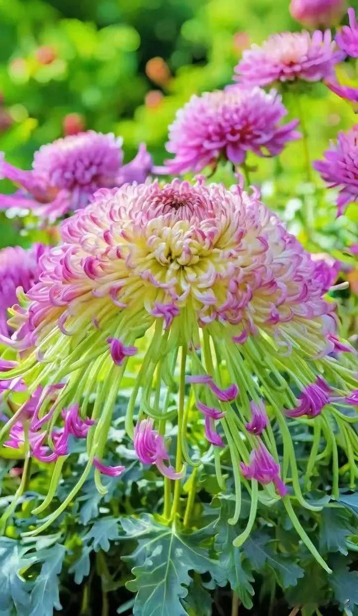望着这一簇盛放的菊花（其实我真不认识[捂脸]），紧绷的心忽然就慢了下来🍃。
 