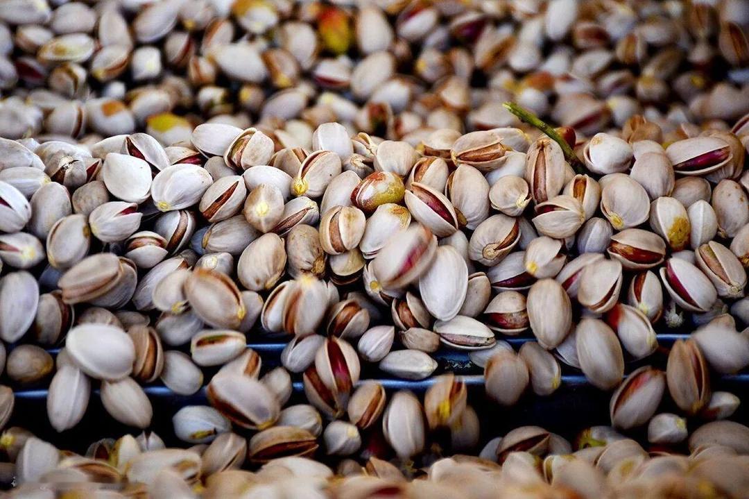 伊朗对中国开心果出口超过美国，后者大幅下降中国海关统计数据显示，今年前9个月，伊