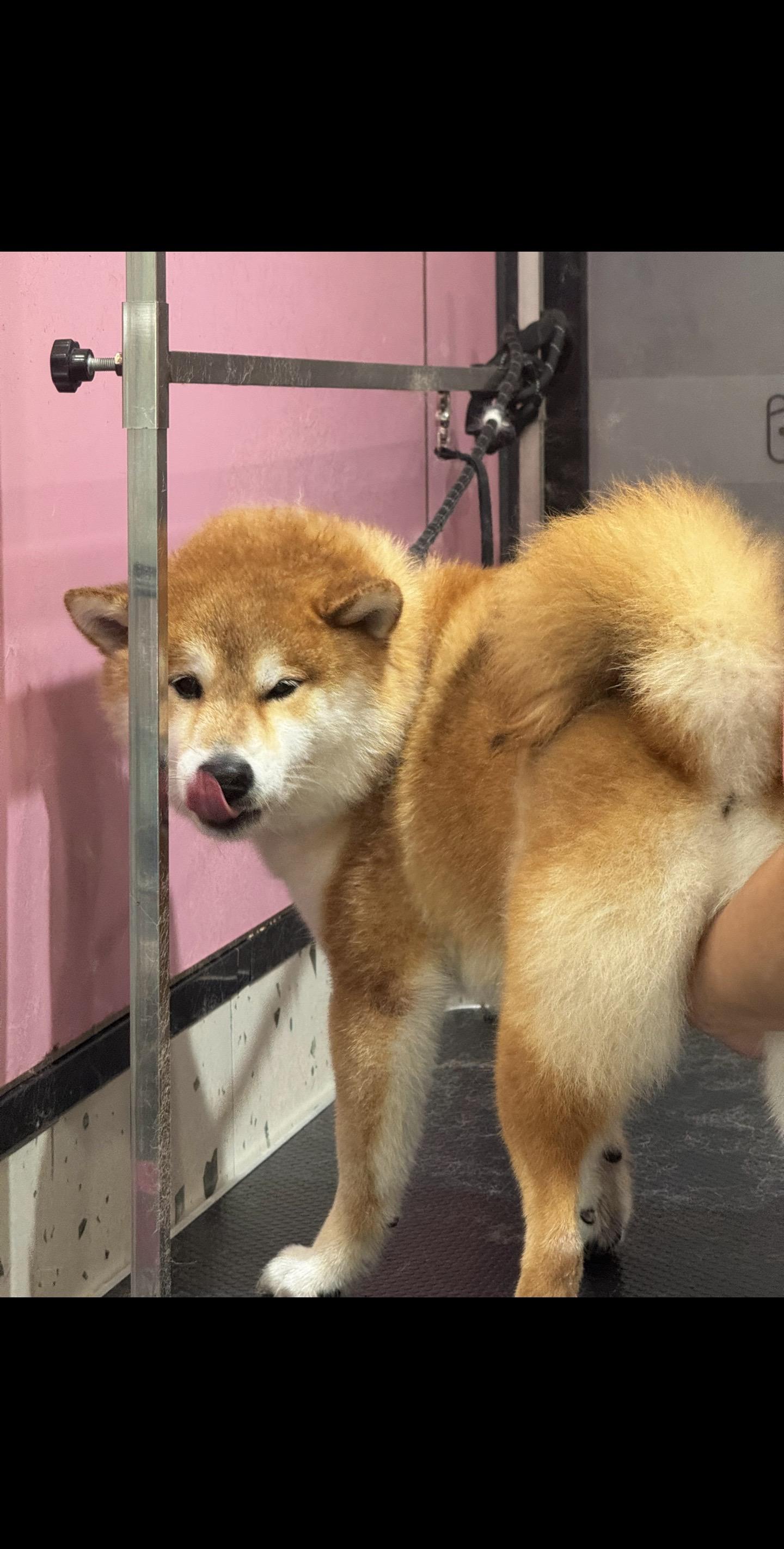 这小狗怎么洗澡也笑眯眯的🧼。