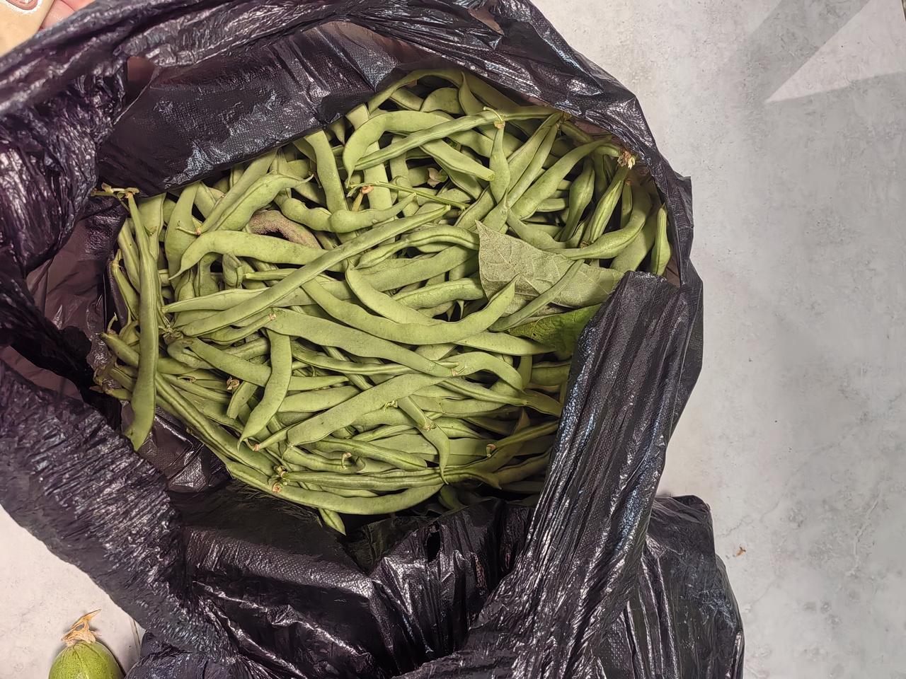 [呲牙][呲牙][呲牙]，太忙碌了。
     家里蔬菜成灾了，角瓜太多，得包饺