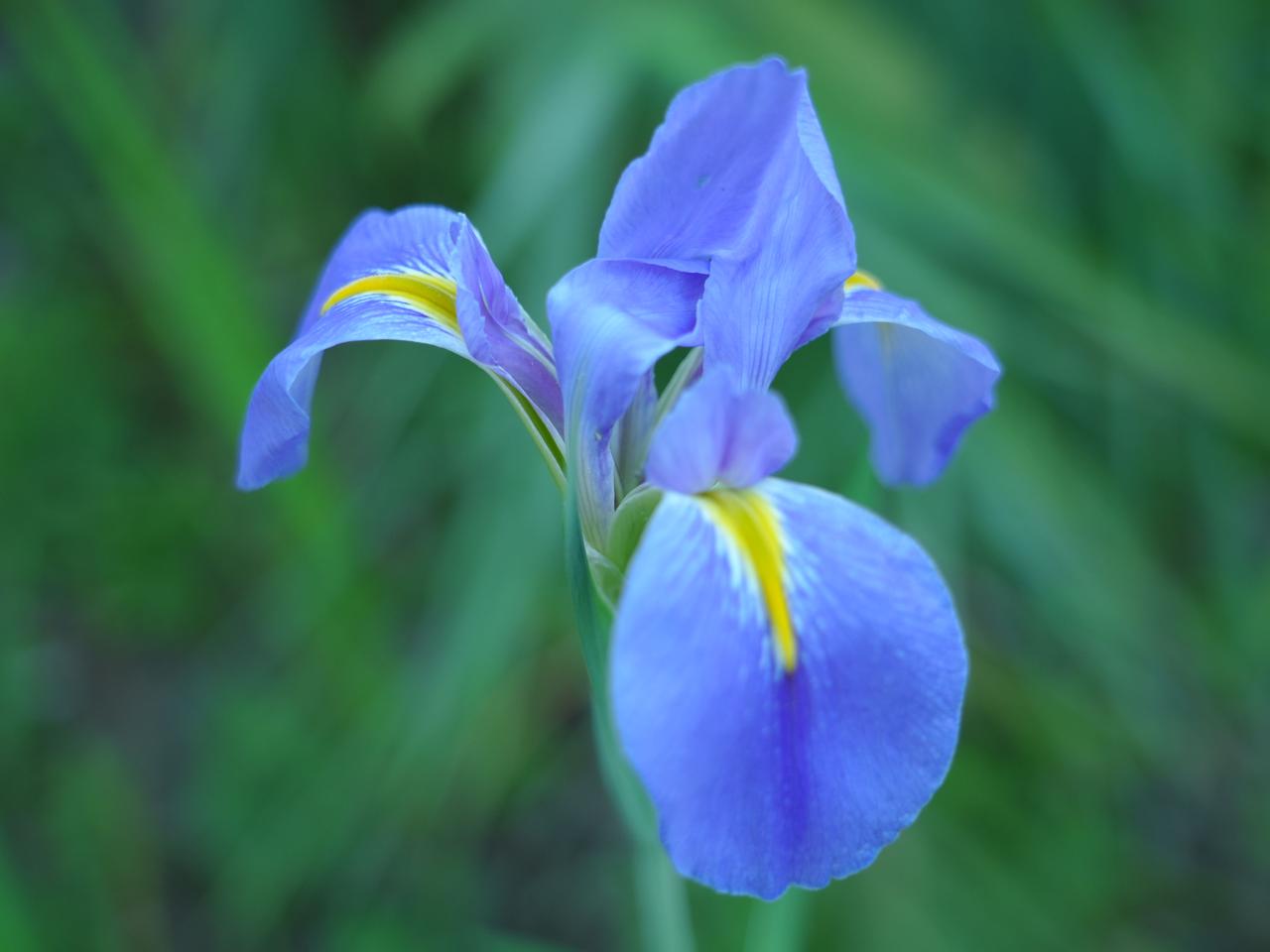 泸州随处可见的鸢尾花，藏着最朴素的美好
    春天的泸州，走到哪儿都能遇见鸢尾