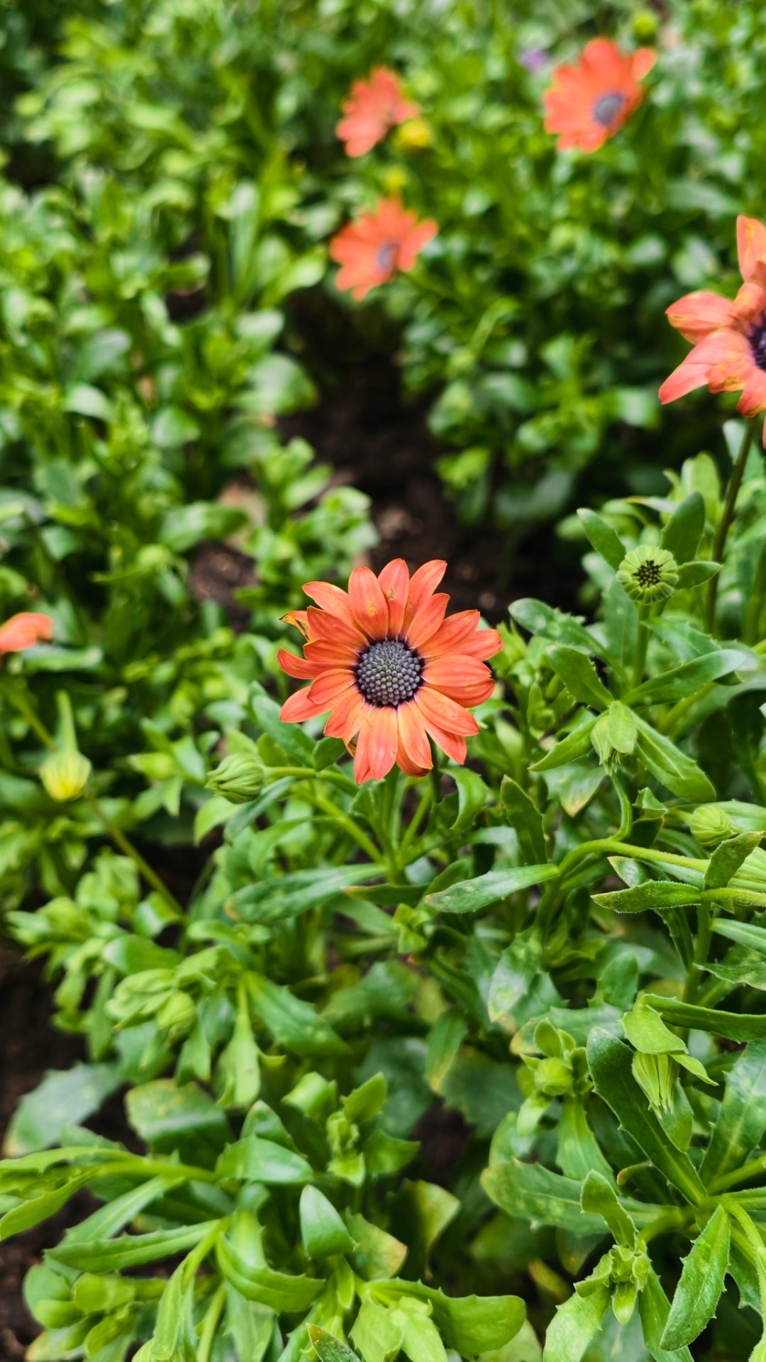 春天的杭州真的太赞了蜗的摄影日记春天来了