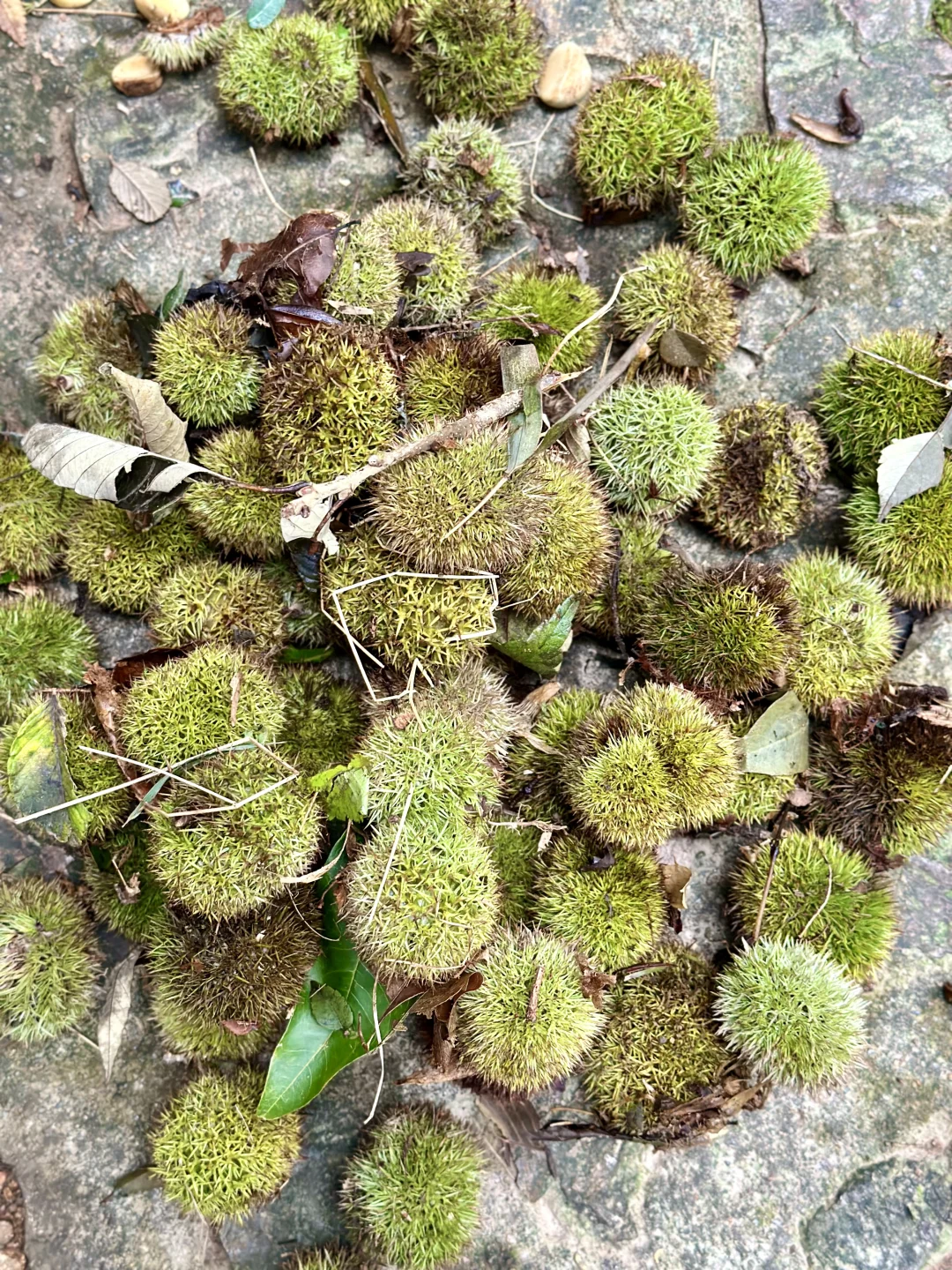 在上海天马山捡到了好多好多板栗🌰附路线