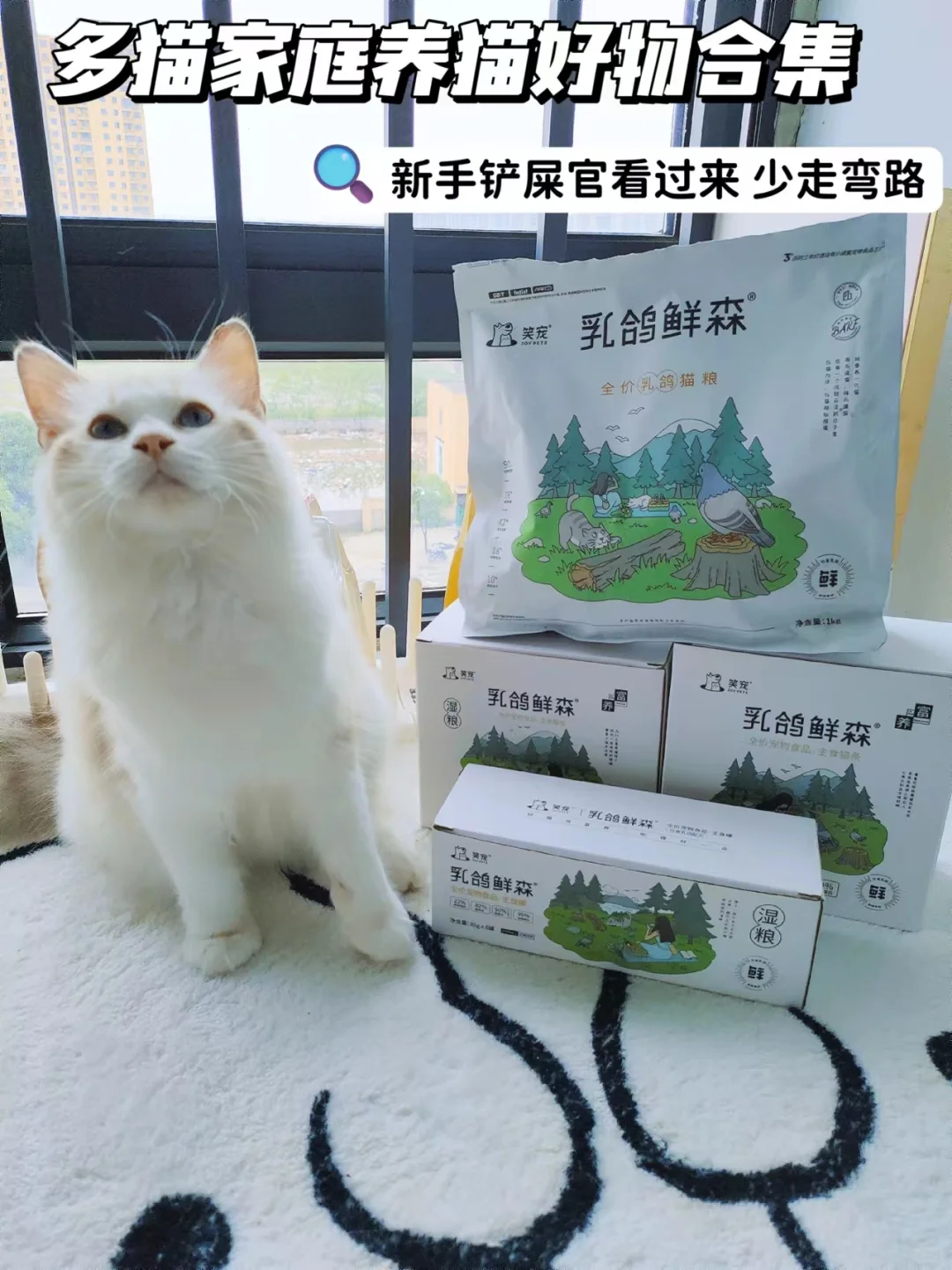 多猫家庭养猫好物|新手养猫必看