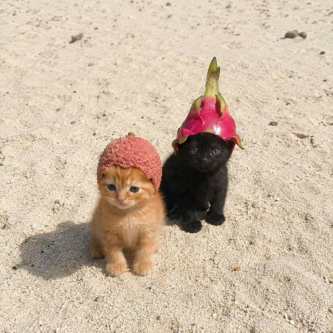 荔枝侠和他的助手：火龙果侠🐈⬛🐈