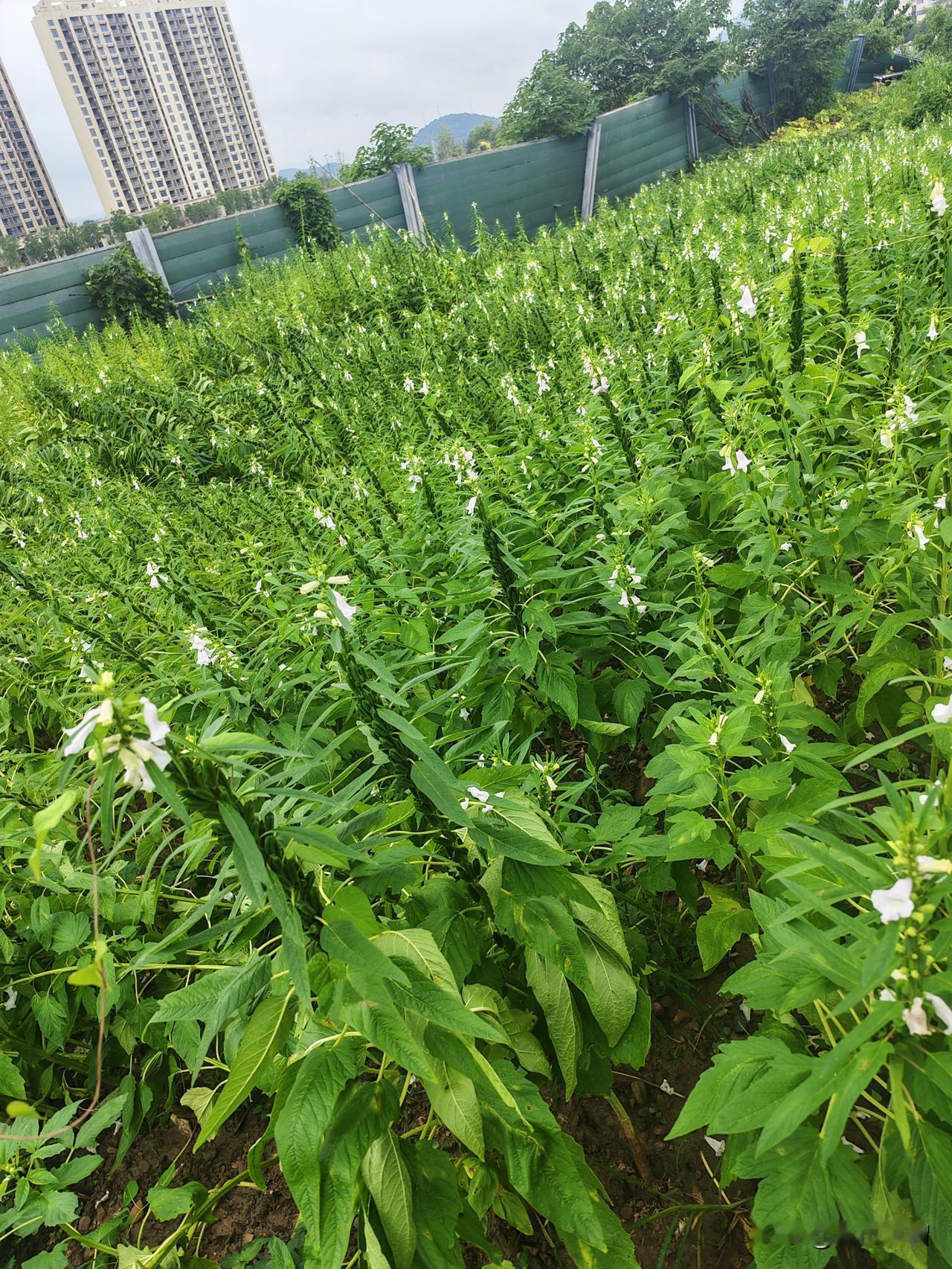 征用而尚未开发地块被围了起来，它的外围多是些堆满石块的荒地。有人在这样的荒地上，