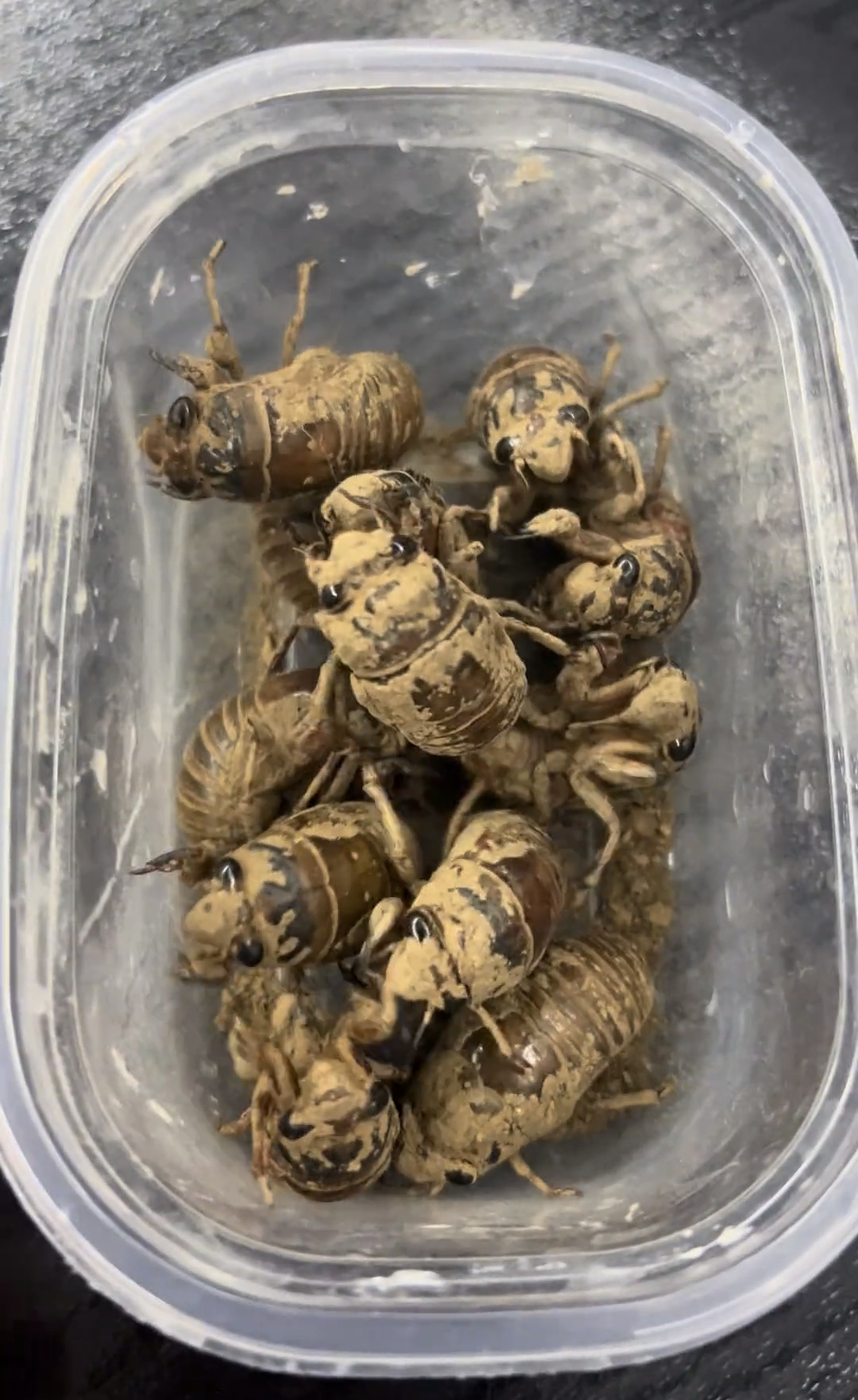 第一批抓了几个。先腌着冻起来。