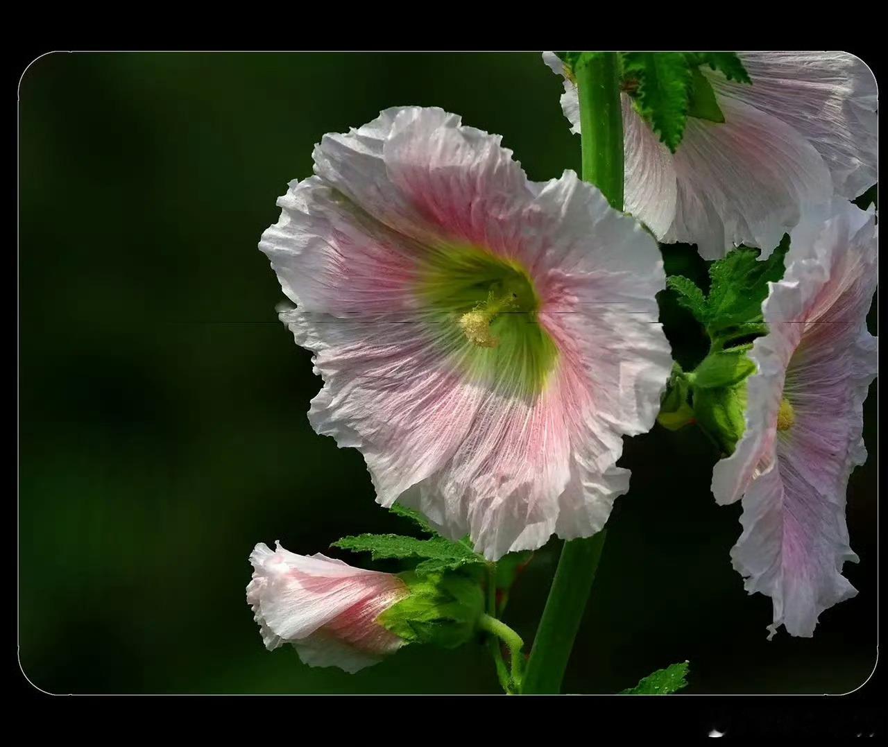 早安 “蜀葵，也叫端午花…”蜀葵开，艾草香，又是一年好端阳。一枝端午花，半盏闲时
