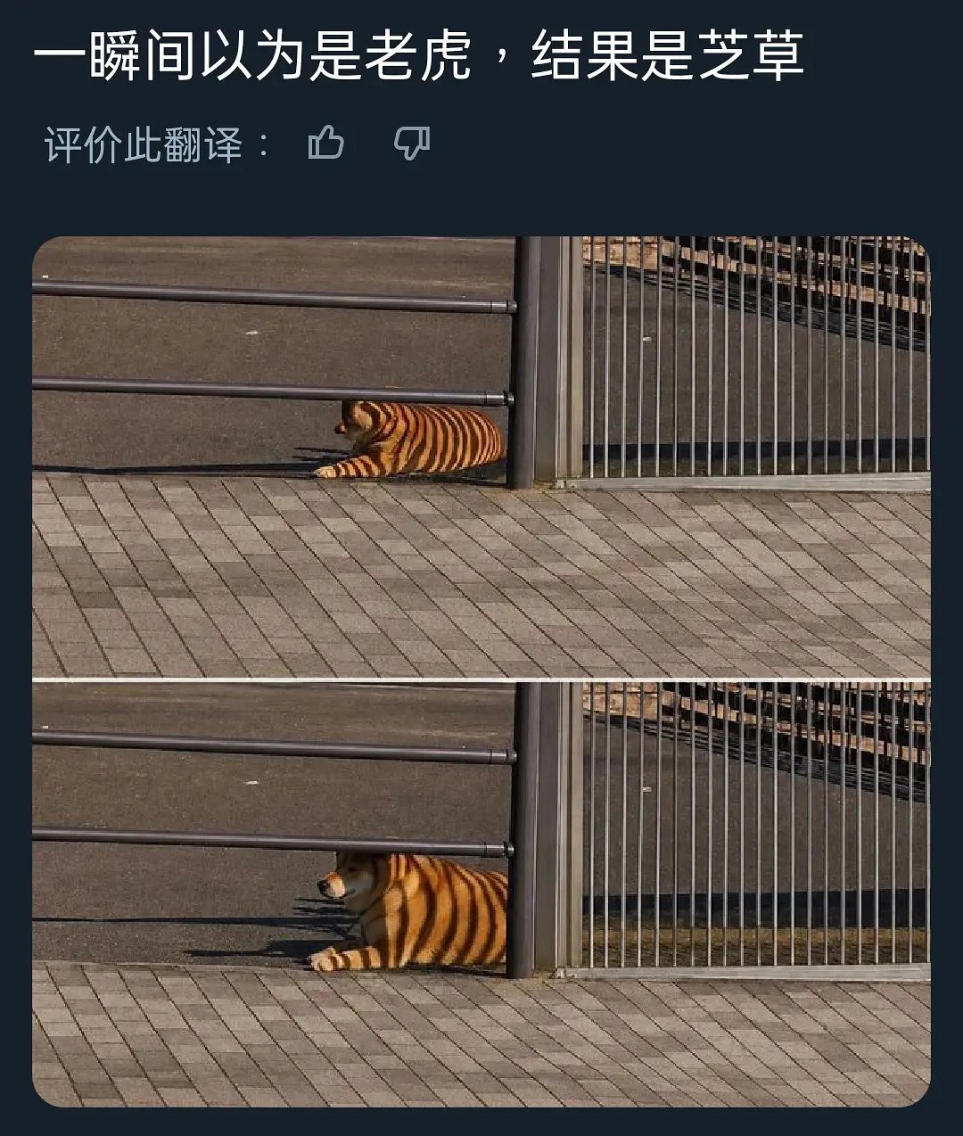 以为是老虎。 