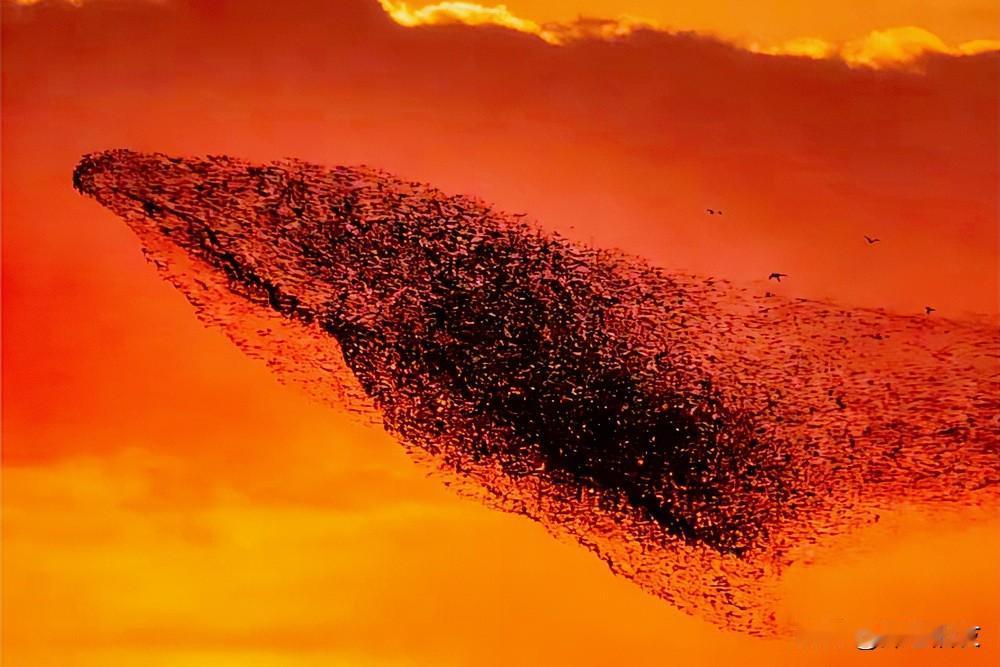 候鸟迁徙，庄子笔下的逍遥游，
若干年后的今天，被具象化了。

北冥有鱼，其名为鲲