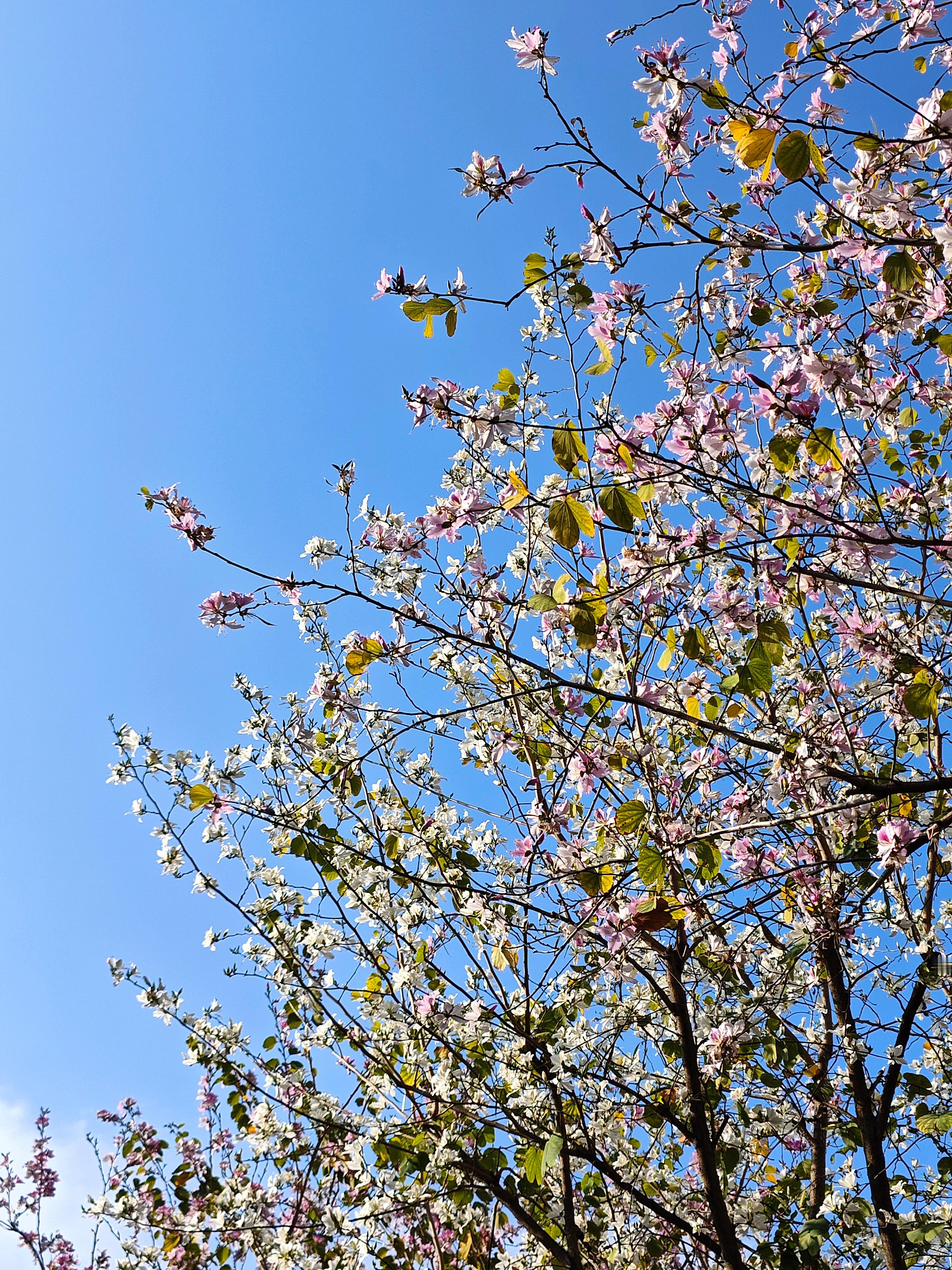 春暖花开，心情蛮好。[努力]  ​​​