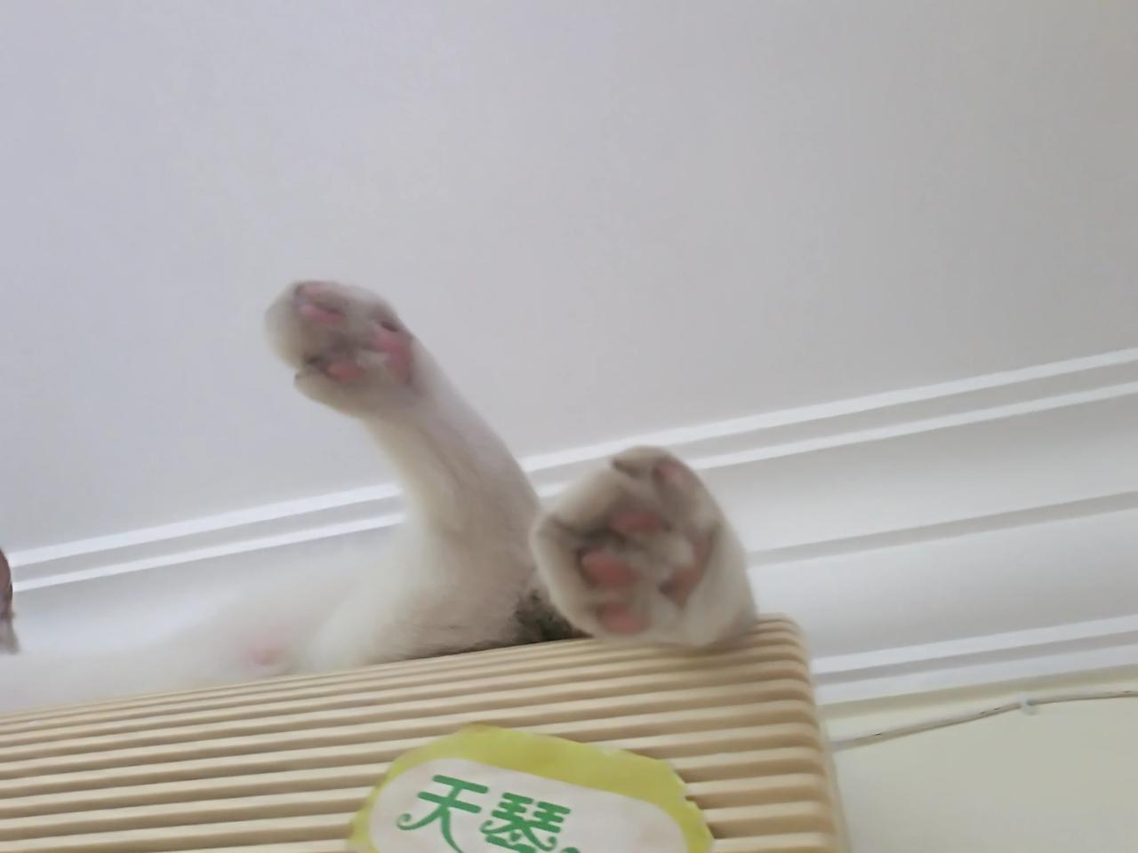 空调上的黑爪二Y：之所以叫二丫，是因为真的二，每天洗澡也感觉来不及洗白她的黑爪子