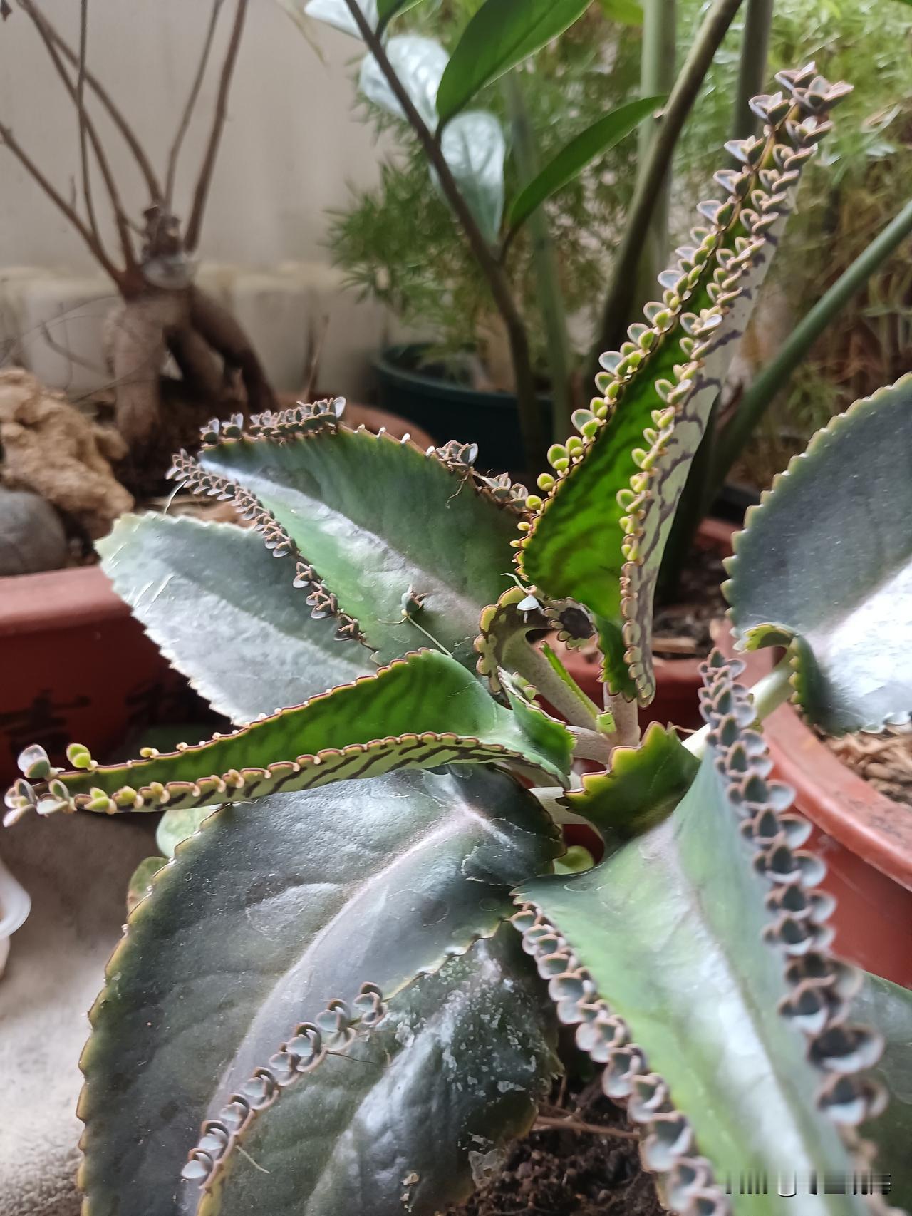 七绝•麒麟送子
繁衍何须花盛开，
叶生贵子密排排。
随风翠叶弄清影，
慢曳秋千乐