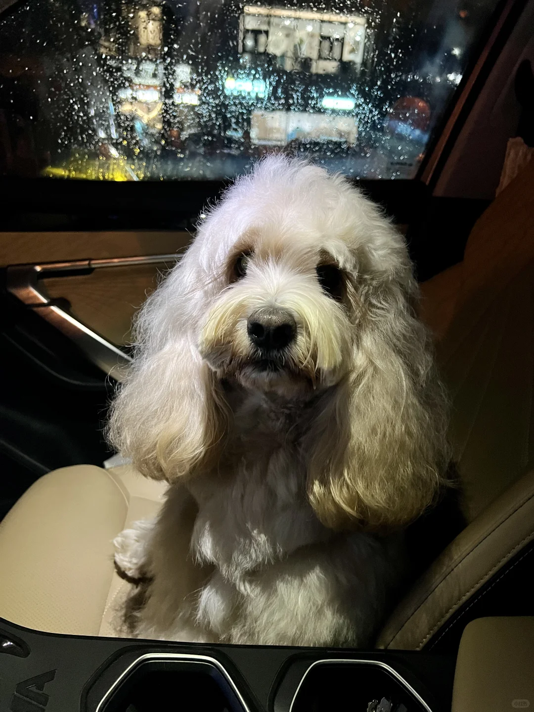 毛绒小狗