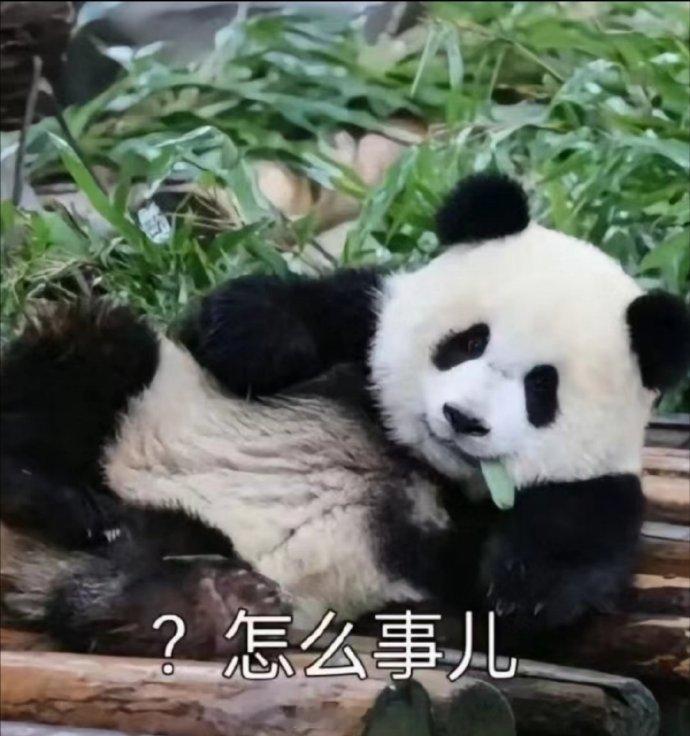 聊天必备表情包第493弹黑白小圆子（拿图吱声） ​​​