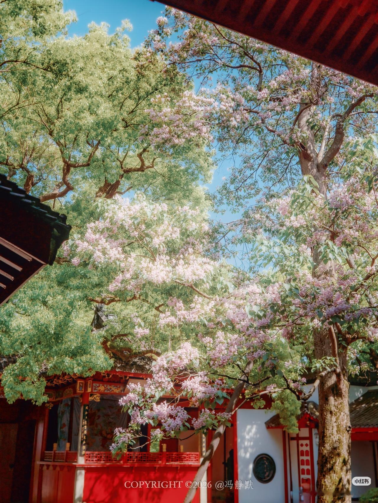 杭州四月限定❗中兴东岳庙500岁楸树开花了

四月的杭州，除了樱花桃花，还有个超