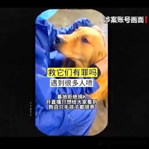 据央视新闻报道，河南周口一个以李某为首的7人团伙运营短视频账号伪装流浪动物救助主