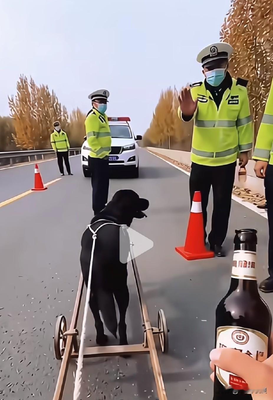喊藏獒拉着我去喝酒，坐在粗木钉成的简易车上，手里攥着酒瓶边晃边喝，偏巧撞见执勤交