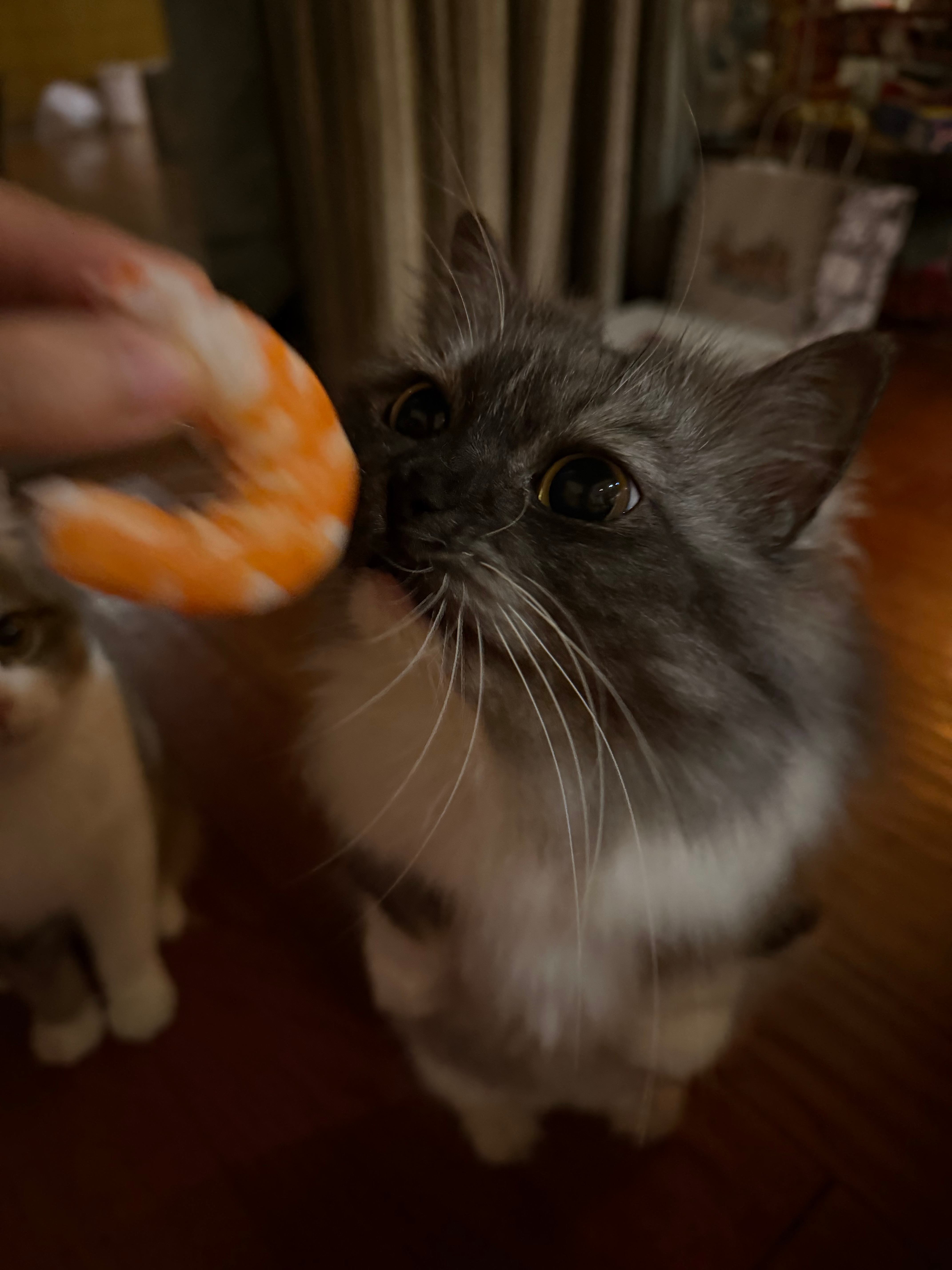 吃虾子🦐，奶思 ​​​