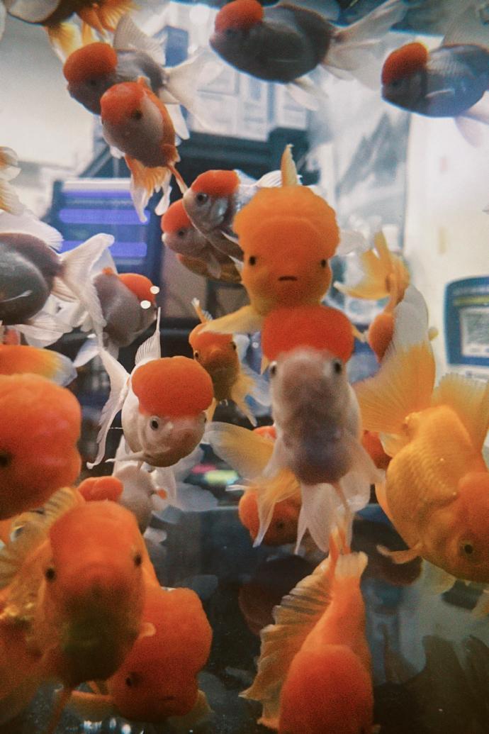 好有镜头感的一条鱼 