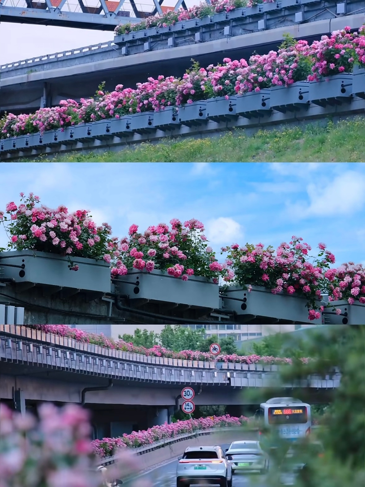 北京纳税花北京现在月季盛开，整个城市都是浪漫的！我一度在想二环三环四环的隔离带也