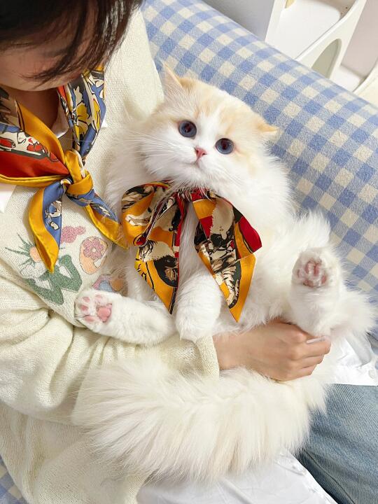 小猫系小猫丝巾简直可爱加倍