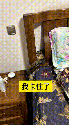 看这个视频真是给人逗得不行，这小猫也太有意思了。不知道咋鼓捣的，钻到床头那个窄缝
