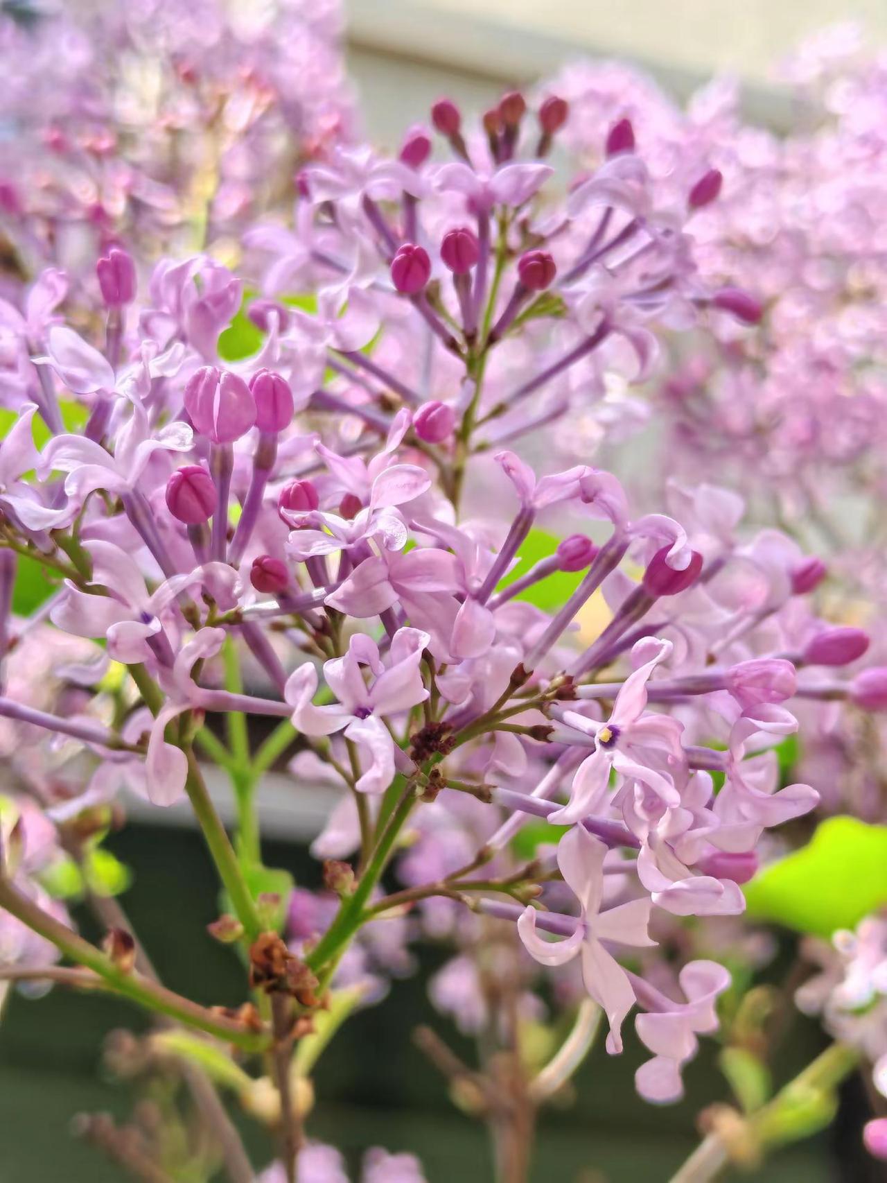 晒晒你拍的花 用镜头捕捉春天 图文热点来了 一花一草一世界 植物摄影的治愈瞬间