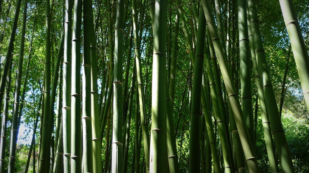 #福宝吃的竹子是现砍的##福宝芒种吃现砍竹笋# 国宝独家宠爱的是它？竹子，一直以