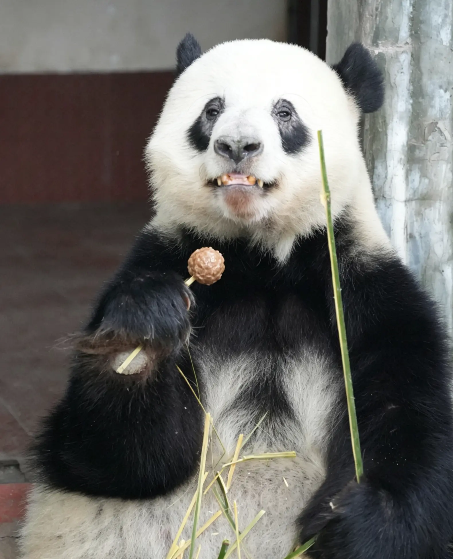星一:早晨，吉翻粒牛肉丸做早餐啦！