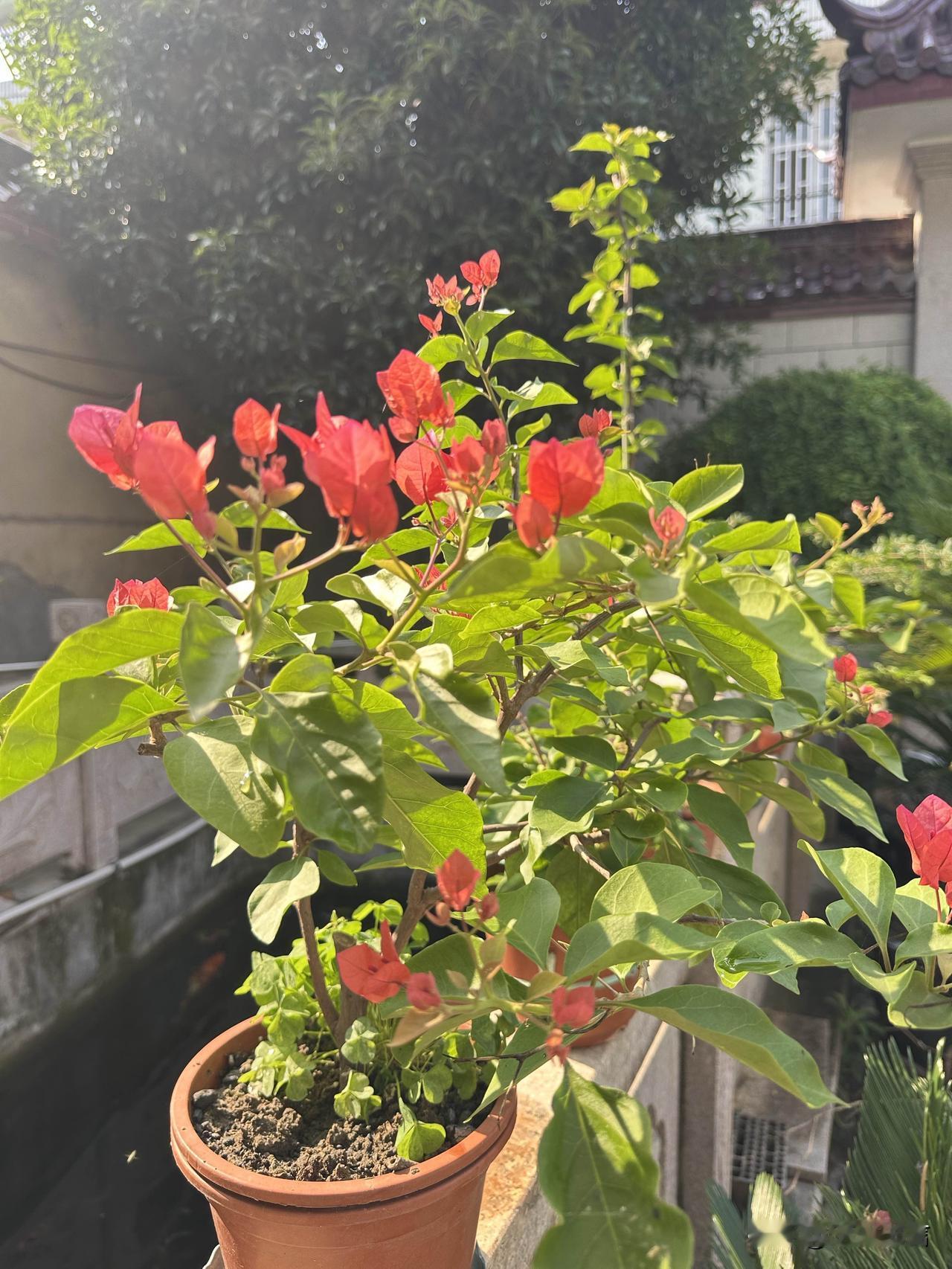 阳光轻吻绿叶红花，三角梅开得烂漫，日子温柔又惬意