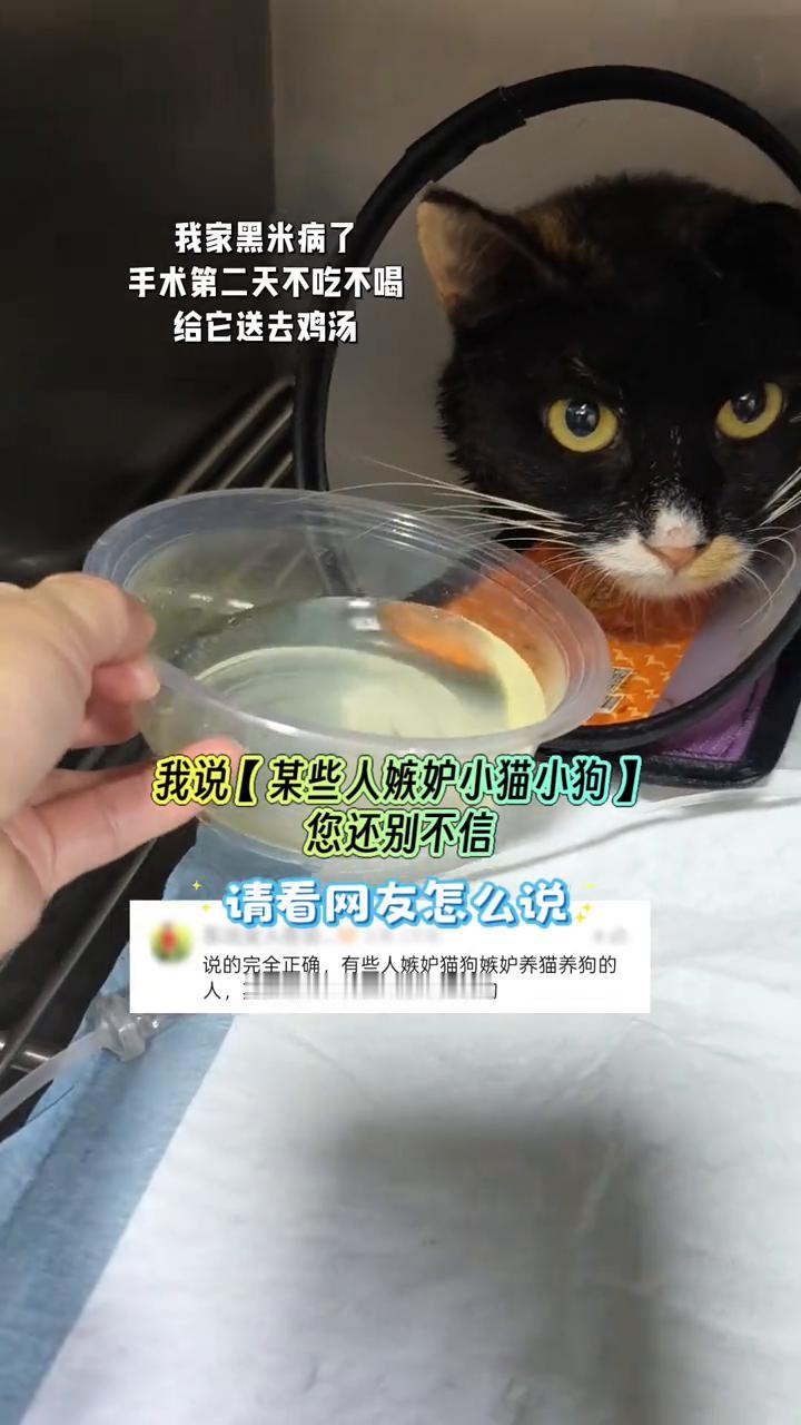 我家黑米病了，手术第二天不吃不喝，给它送去鸡汤。我说某些人嫉妒小猫小狗，您还别不