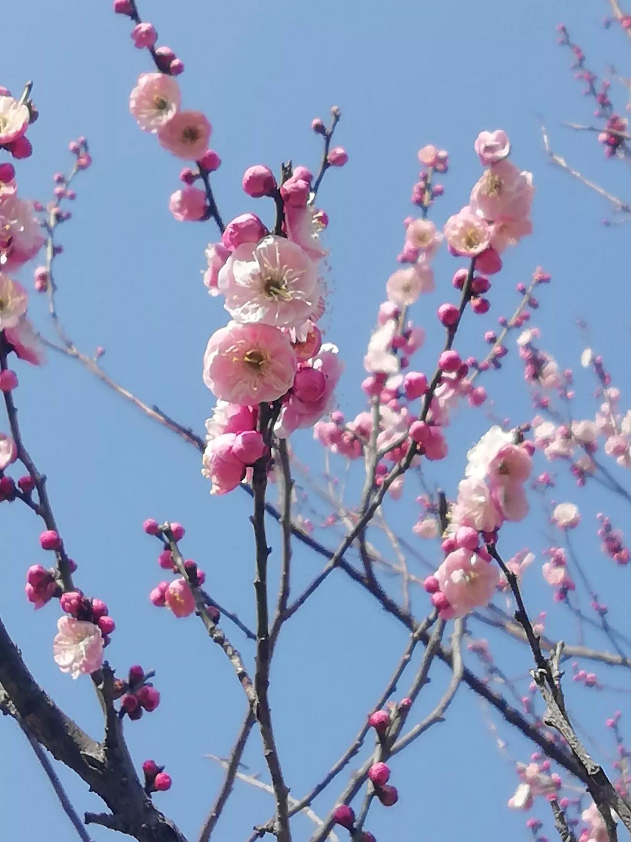 梅园梅花节。